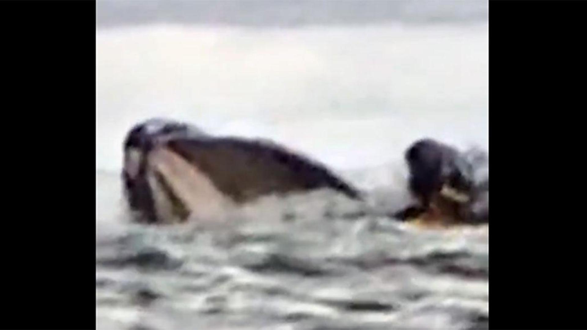 Momento en el que la ballena se traga al joven venezolano