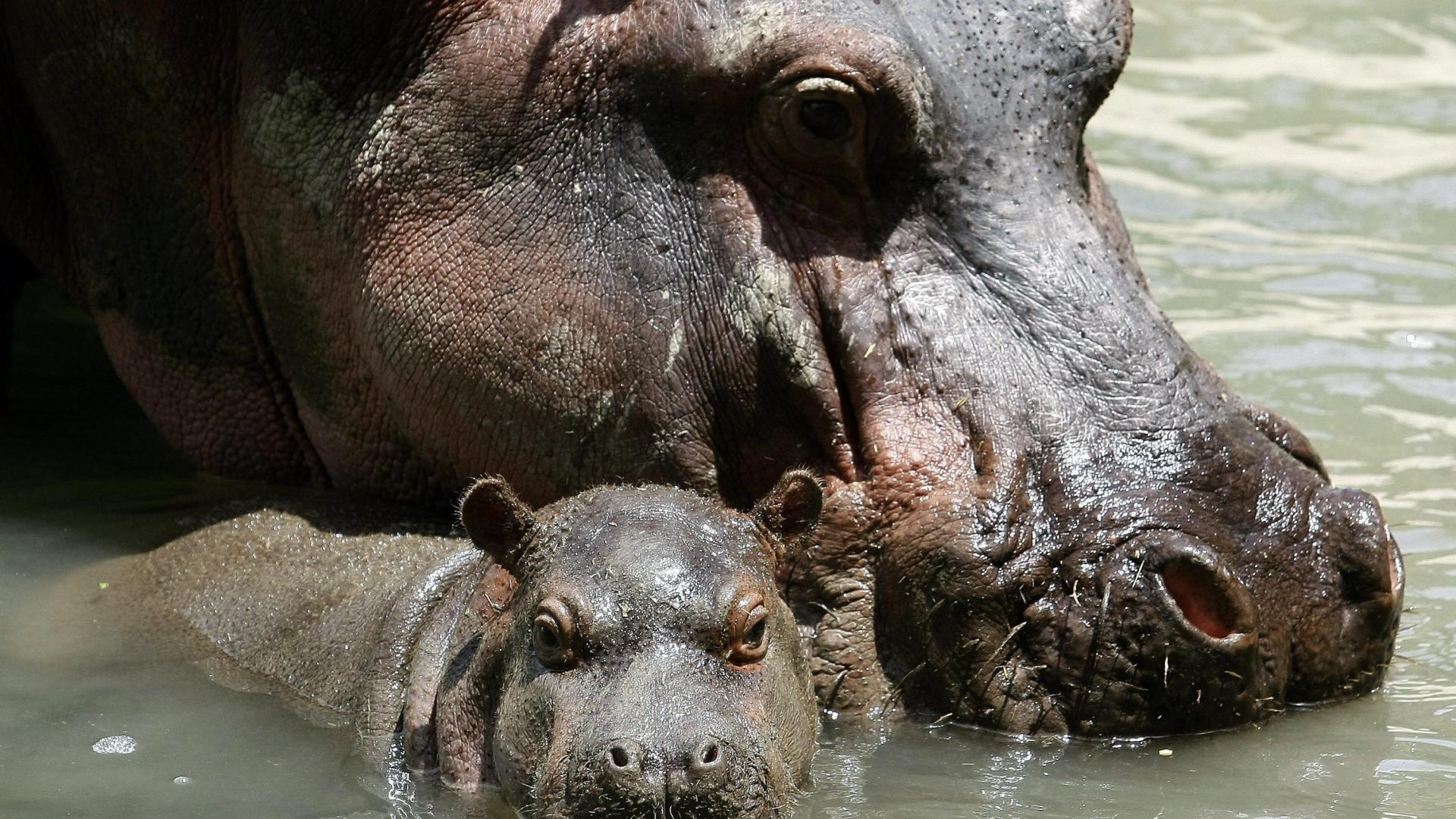 Fotografía de archivo fechada el 13 de agosto de 2014 de una cría de hipopótamo junto a su madre en el zoológico Santa Fe, en Medellín (Colombia)