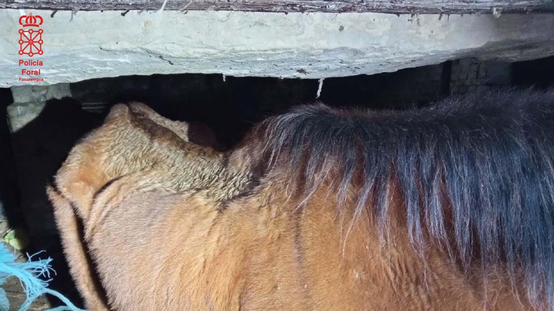 Estado en el que se encontraba uno de los caballos