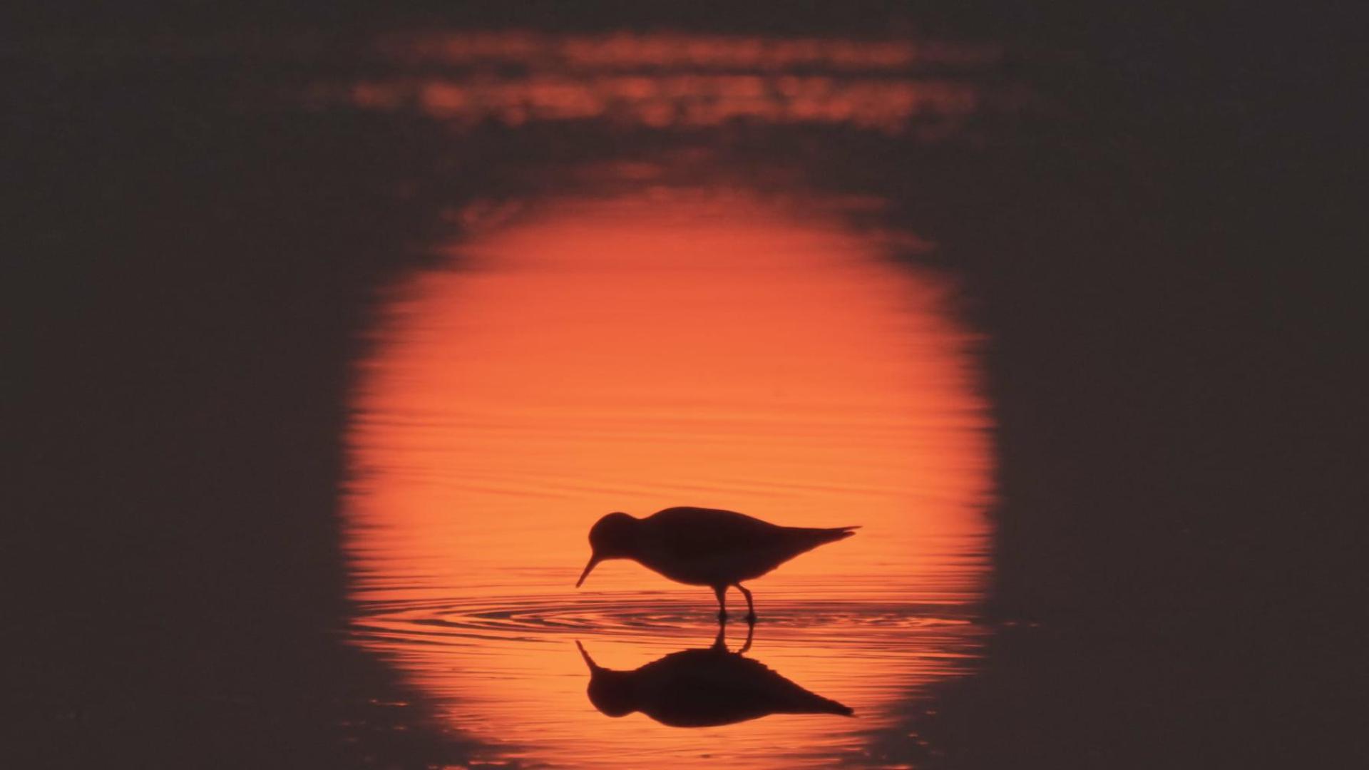 Una imagen de 'Flyways' ('Rutas migratorias: el viaje desconocido de las aves limícolas migratorias'), una de las películas que se proyectan.