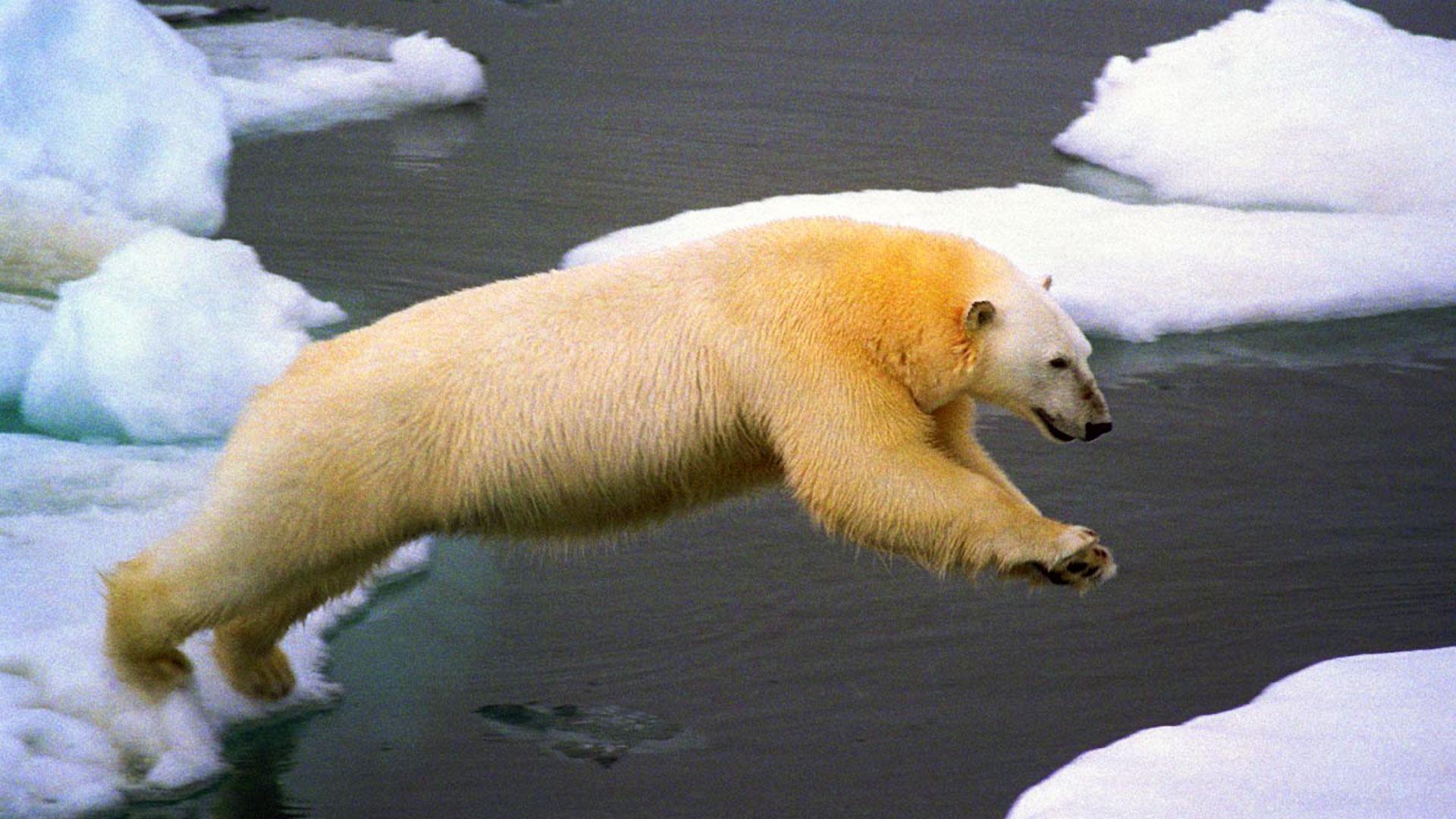 Un oso polar salta de un bloque de hielo a otro en aguas del Océano Ártico
