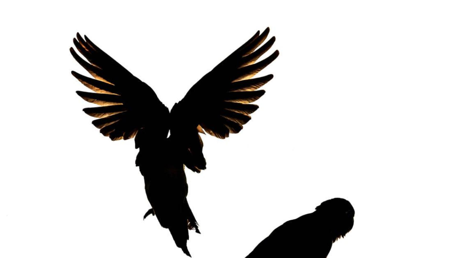 El loro se ofrecía en un portal web