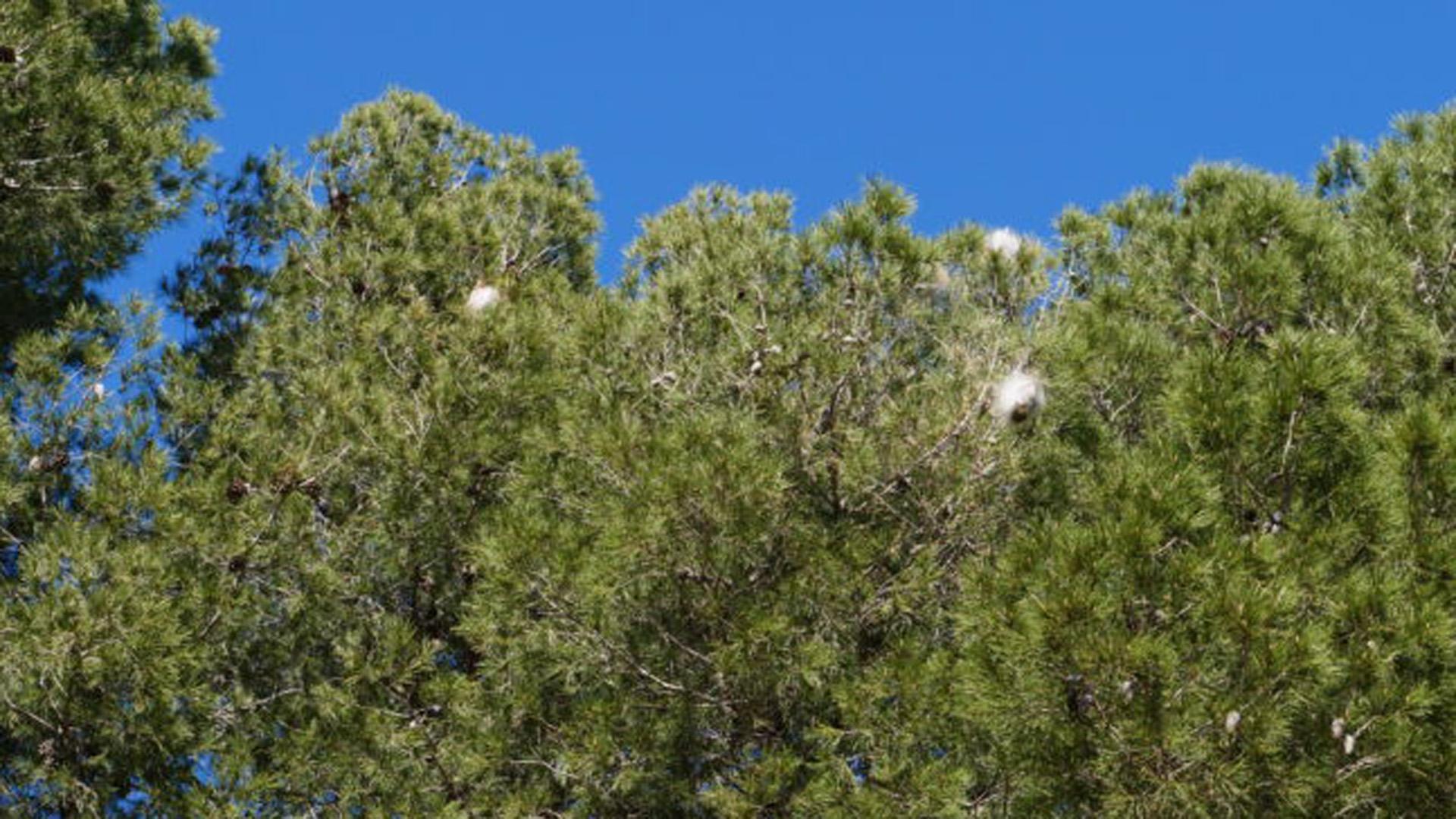 Pinos con procesionaria