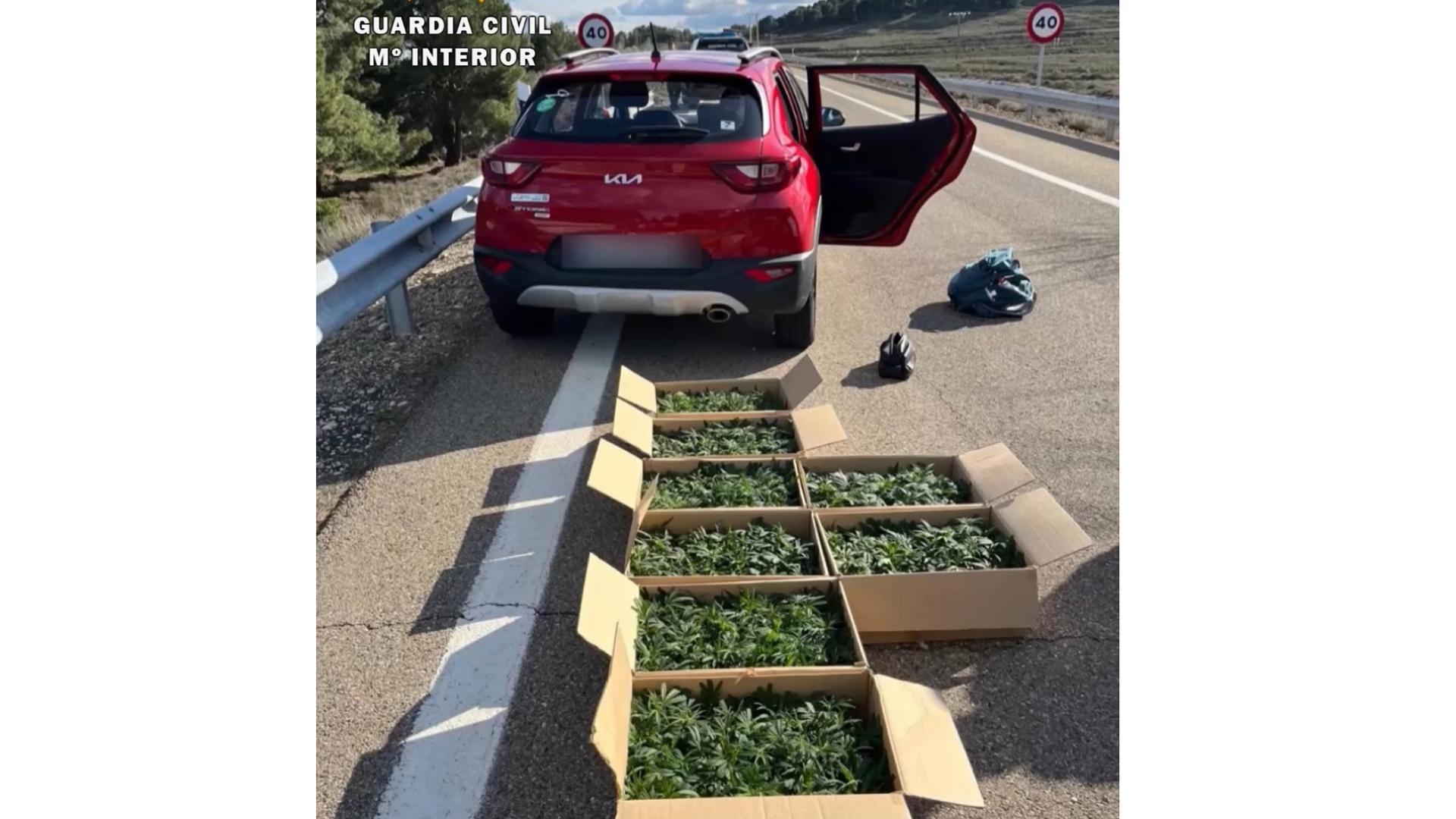 En el turismo se localizaron once cajas de cartón cerradas, que contenían 799 plantas de marihuana