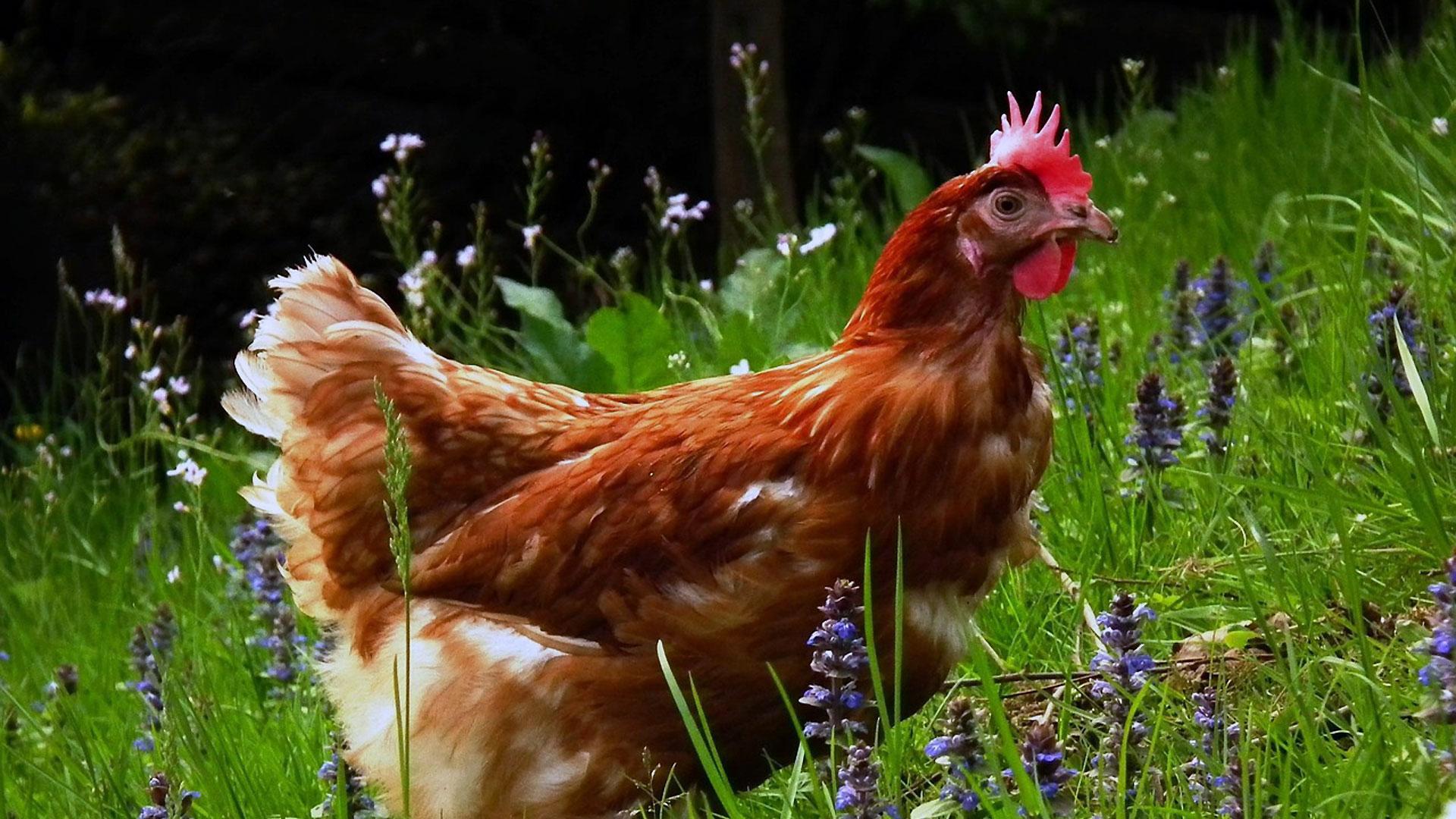 La moda de tener gallinas se extiende también a los centros escolares