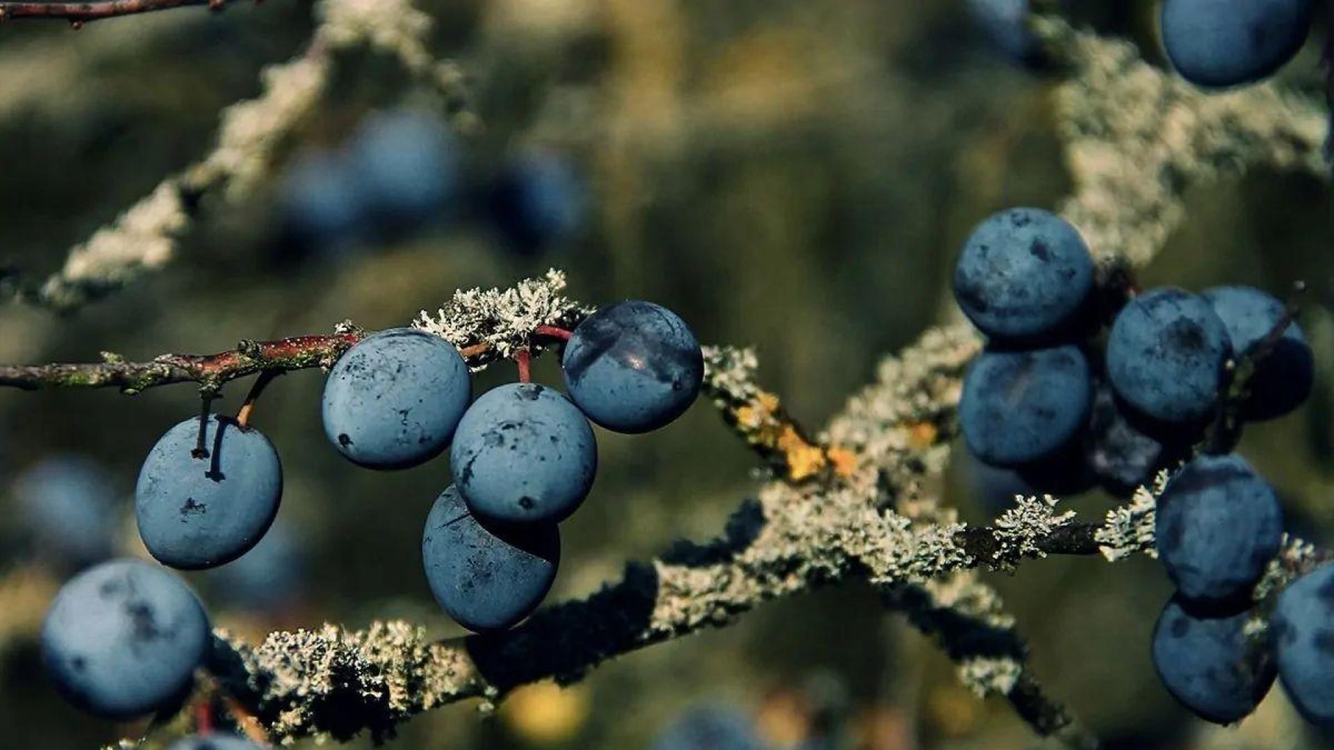 Mendavia acoge hoy la ‘IV Fiesta de la Floración del Endrino’.