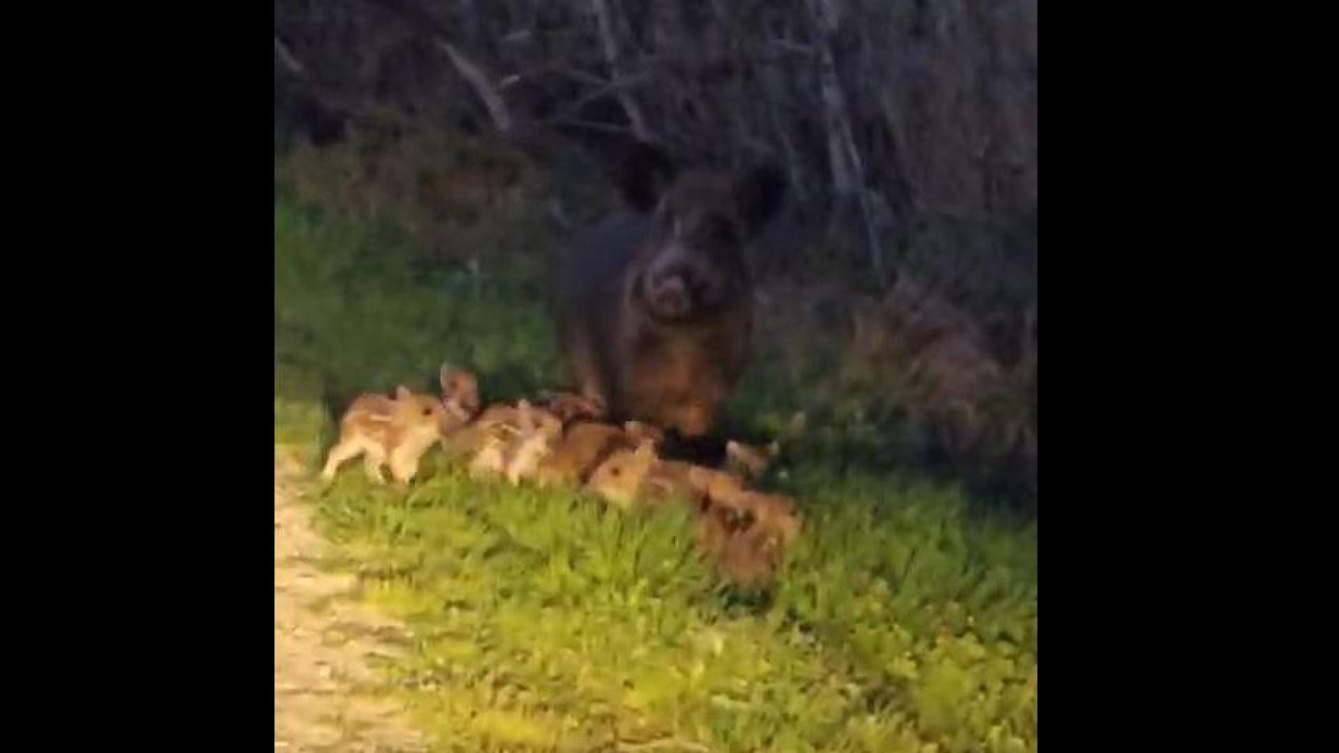 Una familia de jabalíes, con una decena de crías, en la ribera del río Alhama en Corella