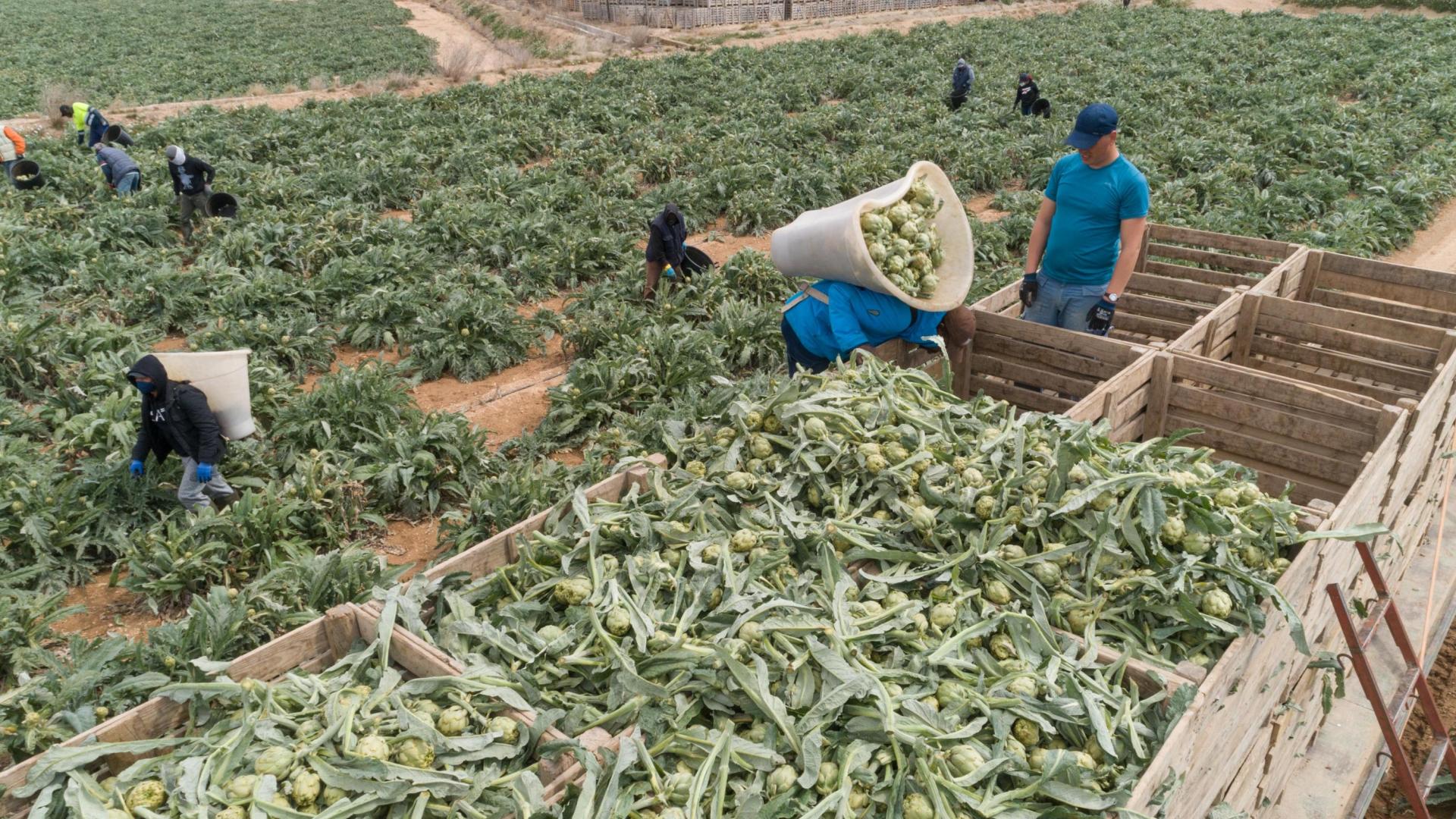 La agricultura y la construcción fueron los sectores donde se generaron empleo el año pasado