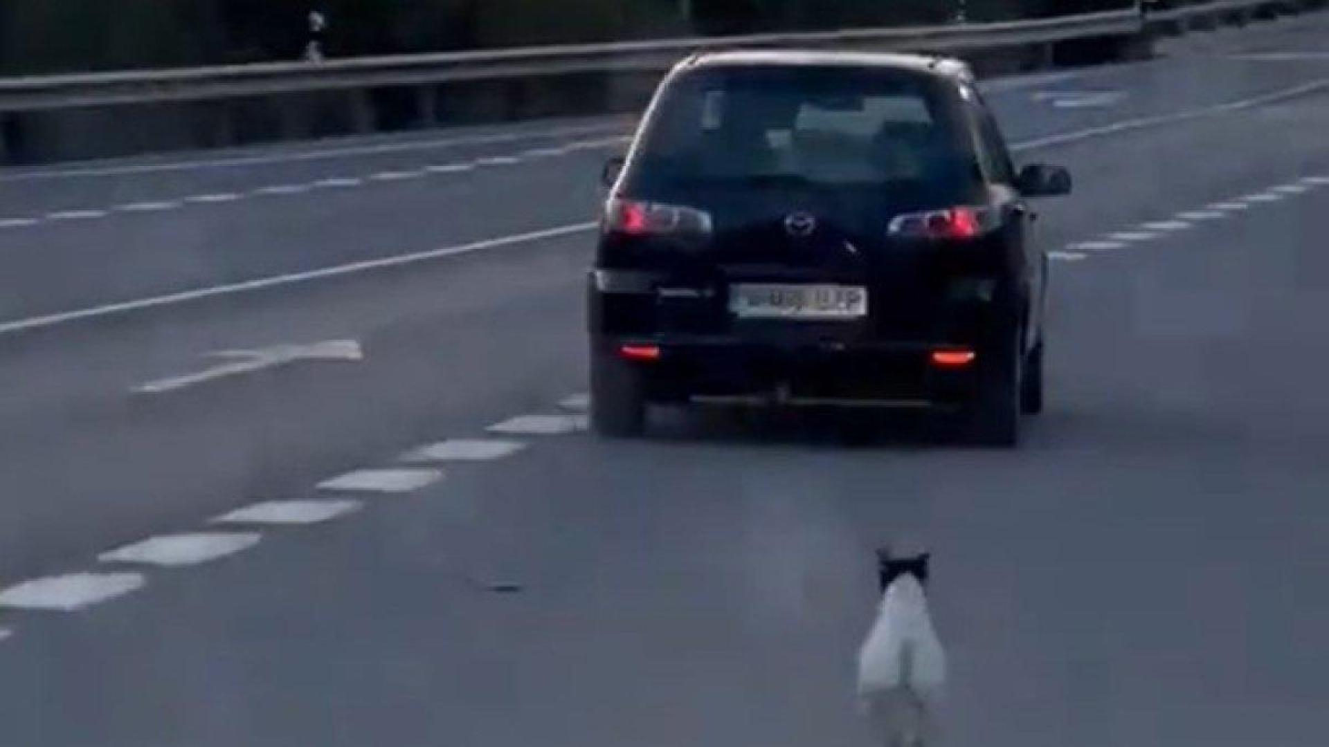 El perro corrió detrás del coche durante varios metros