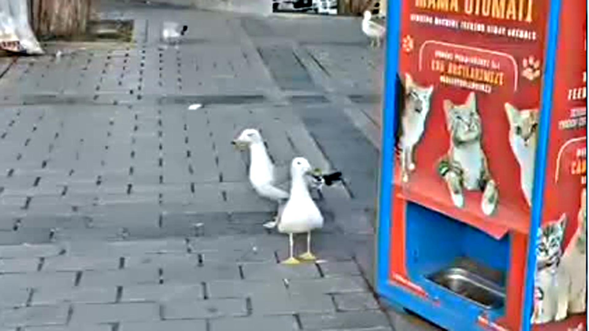 Gaviotas en Estambul que han aprendido a maullar para pedir comida de gato