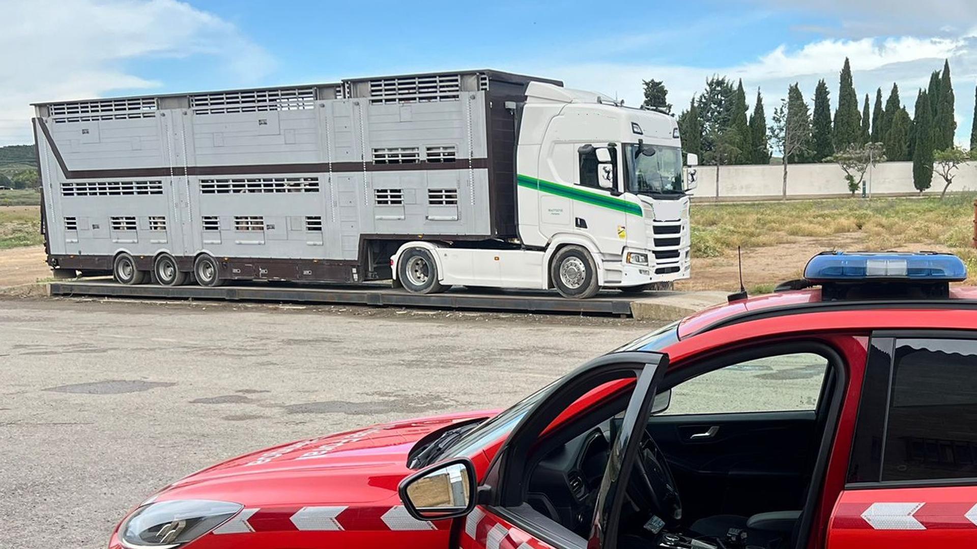Denunciado un camionero en Valtierra por transportar ganado vivo con un exceso de peso del 23% y sin albarán