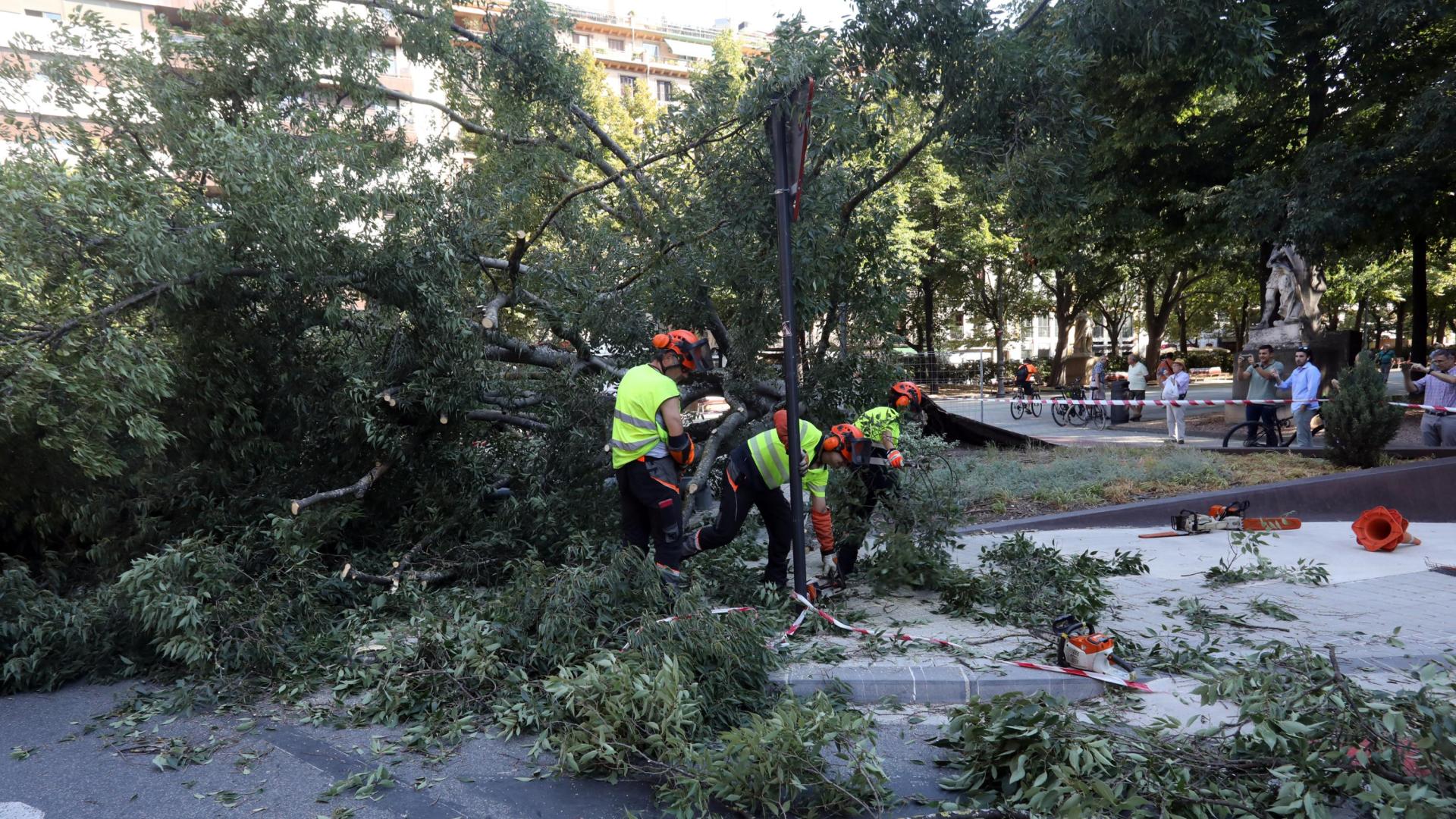 El 23 de agosto de 2023, un árbol se desplomó en el paseo de Sarasate de Pamplona