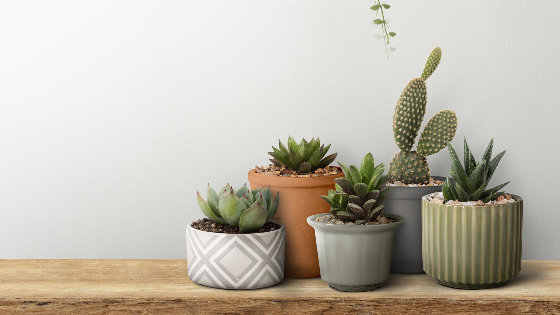 Cactus en diferentes macetas