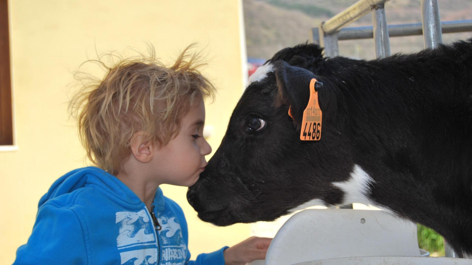 El bienestar de las vacas es la mayor prioridad de Lacturale.