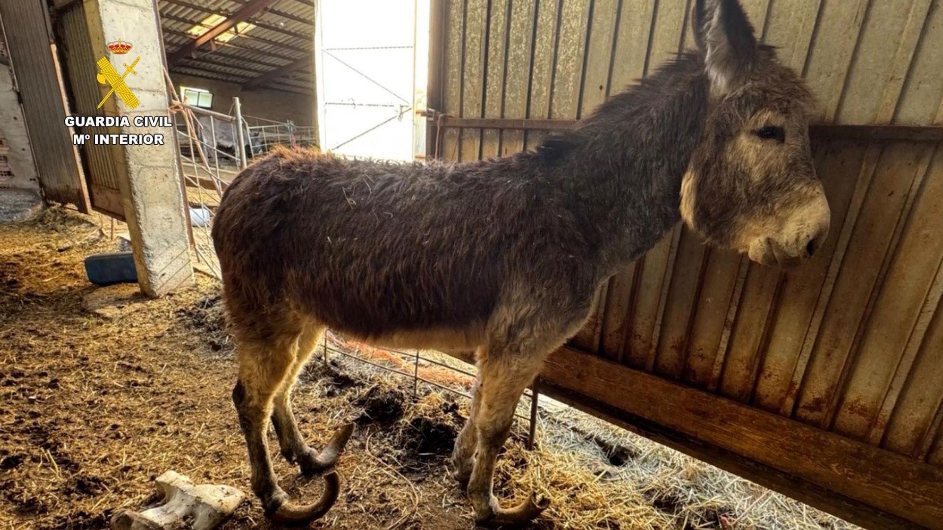 Uno de los burros maltratados por el ganadero investigado en una localidad de Burgos.