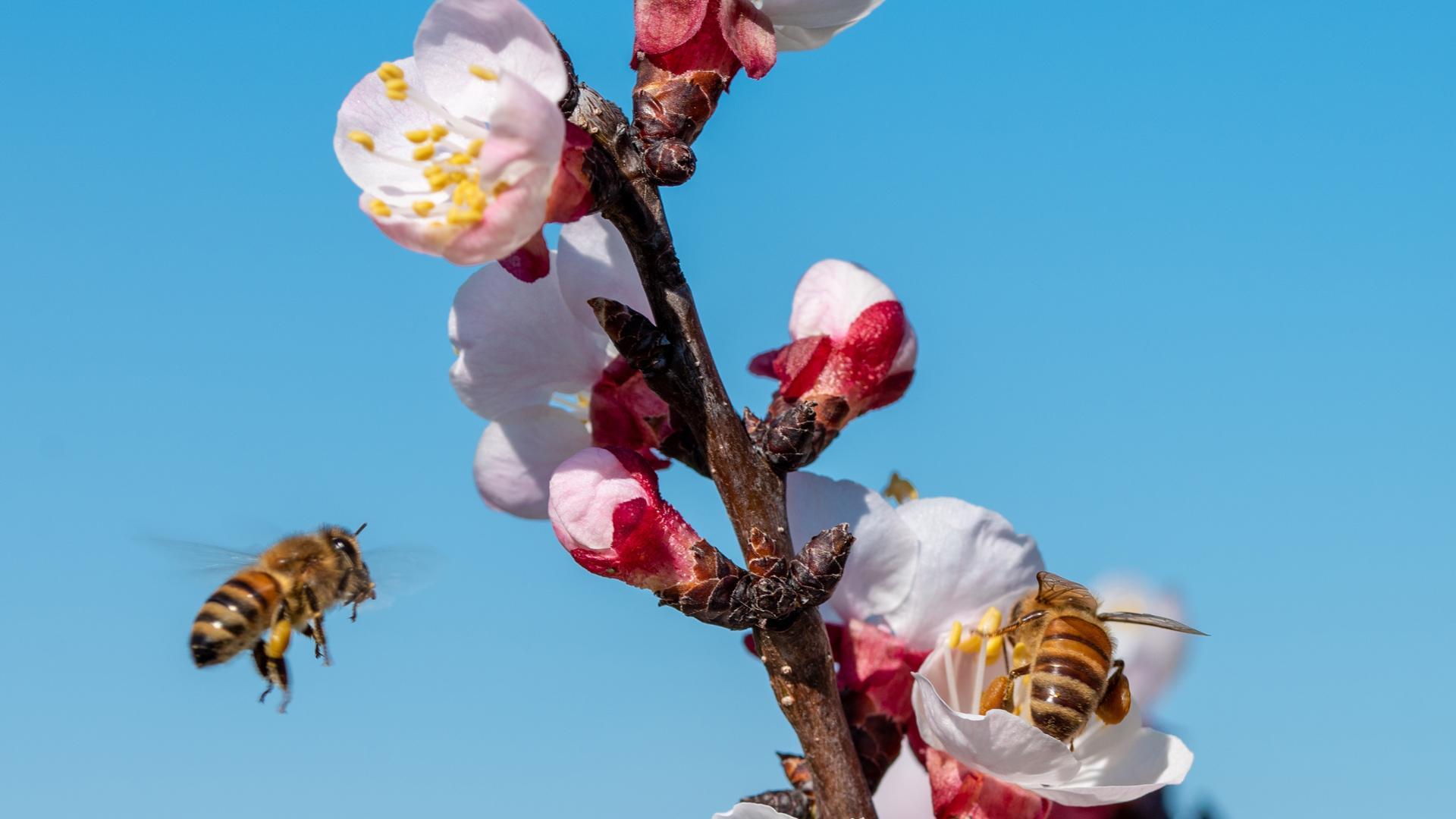Abejas recolectando néctares de un árbol frutal