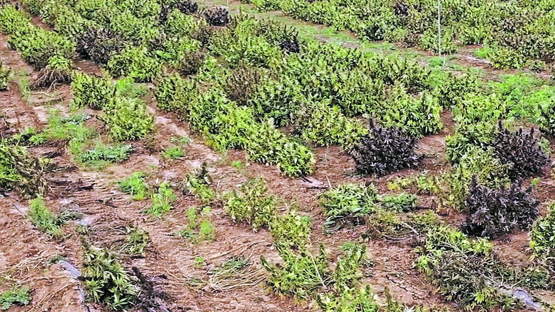 Una de las plantaciones de cáñamo intervenidas hace tres años.