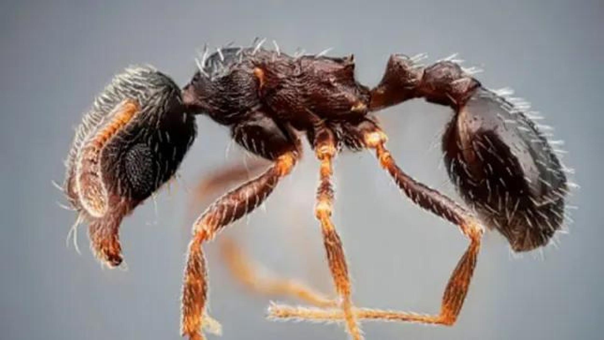Una de las hormigas identificadas