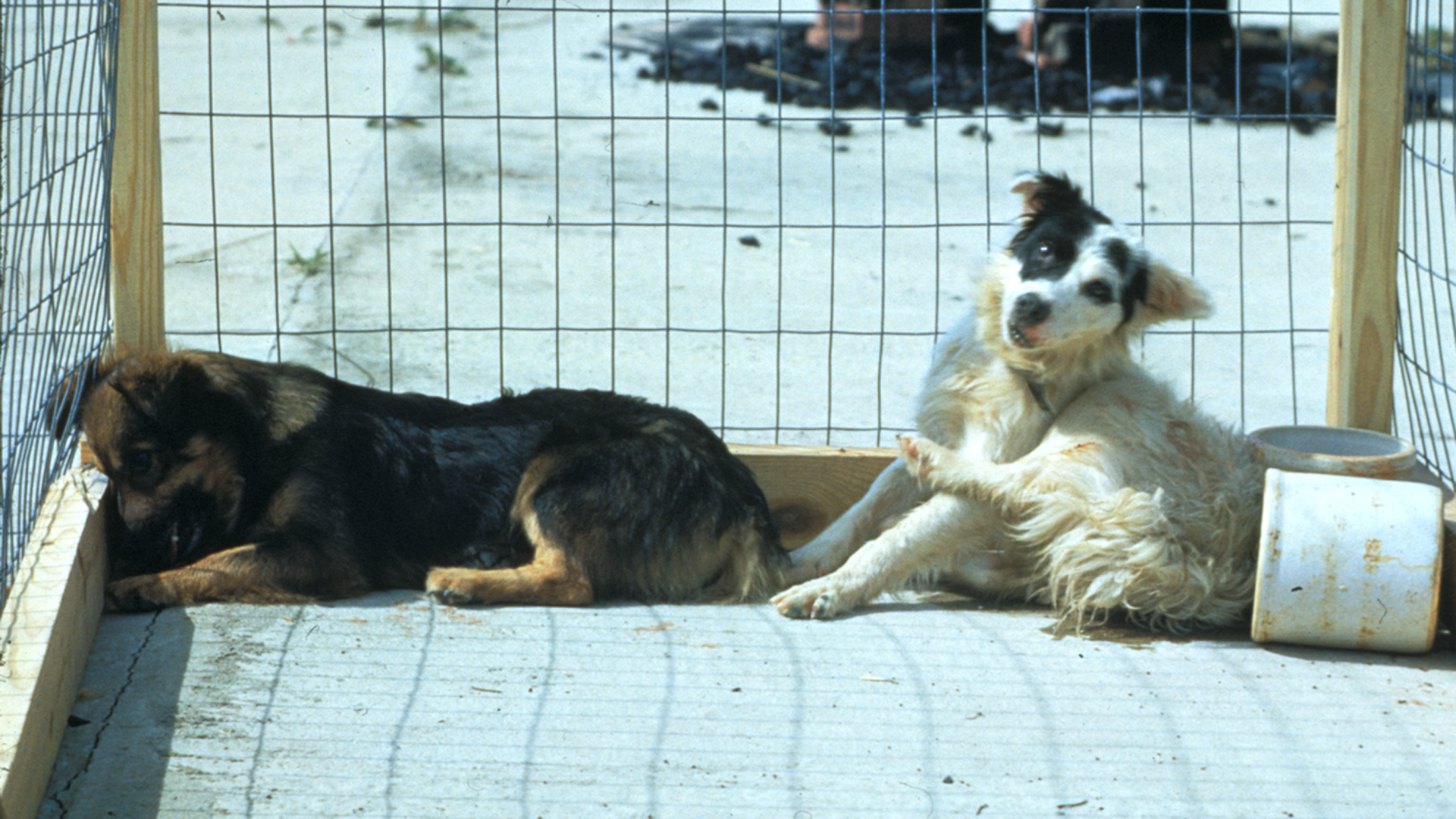 Dos perros con síntomas de sufrir la rabia
