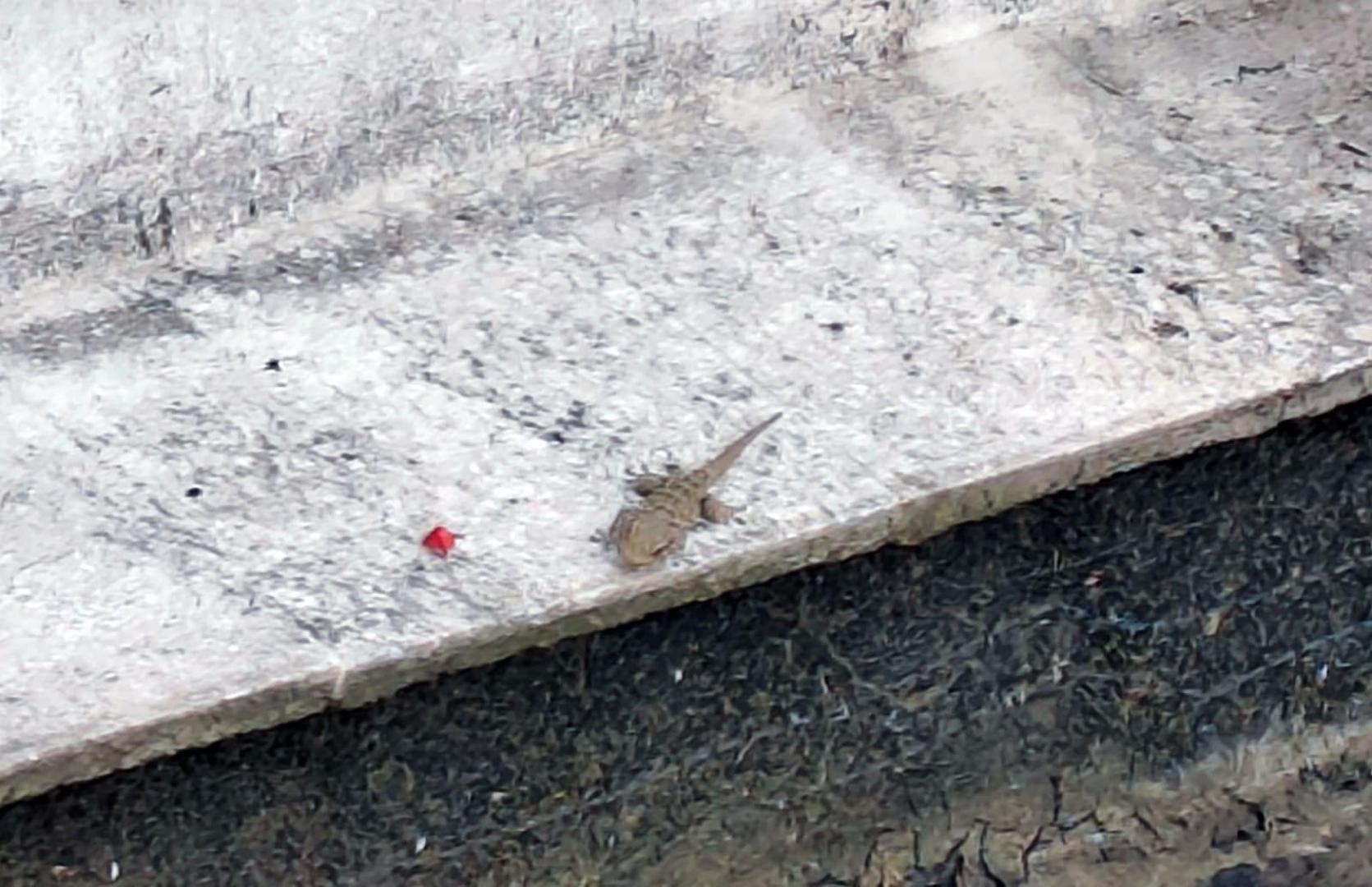 Una salamanquesa común, en el patio de una vivienda de la Rochapea