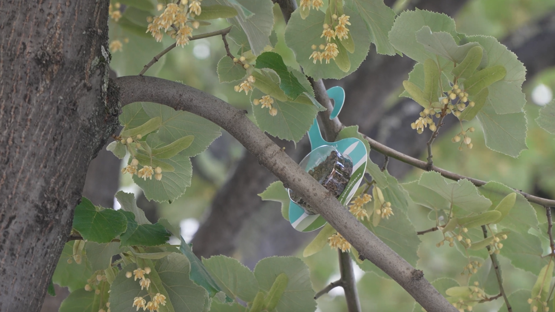 Suelta de mariquitas y mosca de la flor en un árbol de Pamplona