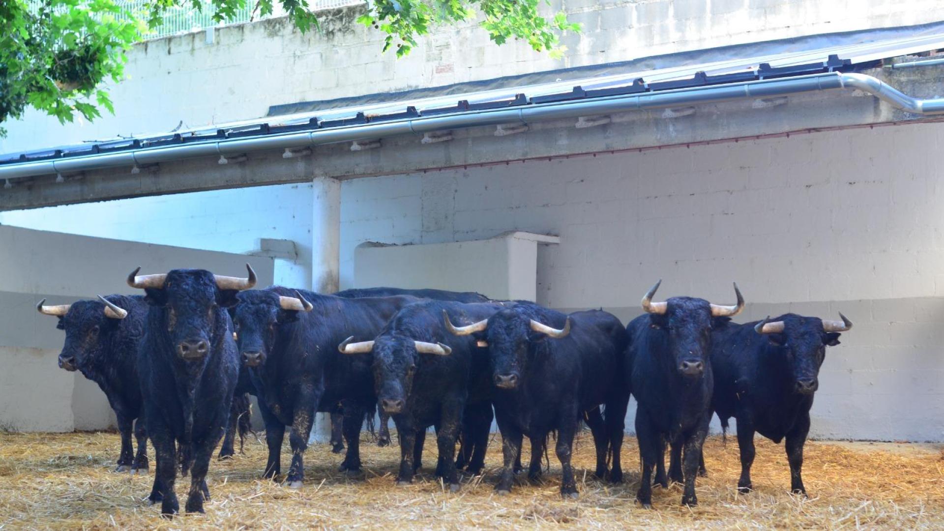 Los utreros de 'Pincha', en los corrales de la Plaza de Toros de Pamplona