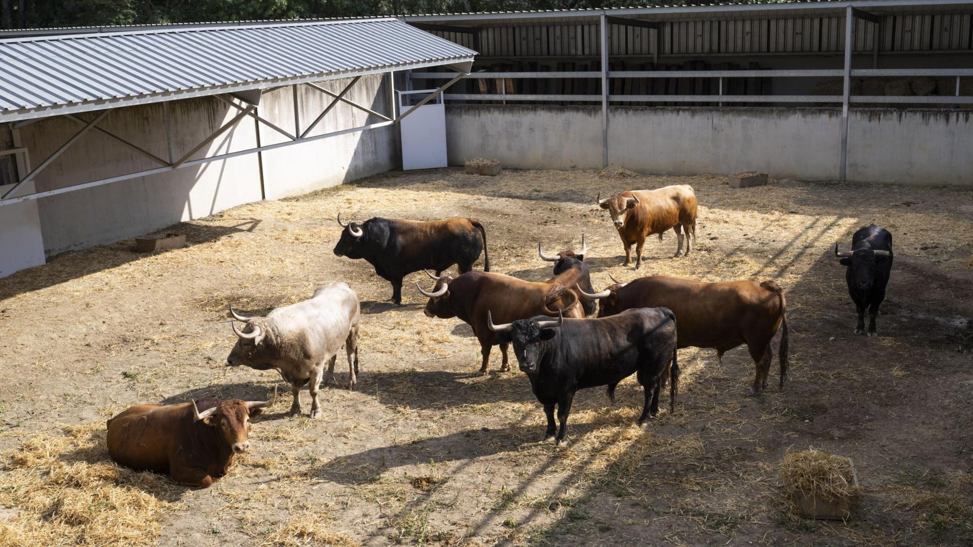 El hierro de Álvaro Núñez, que debutará el 9 de julio, llega con 9 toros