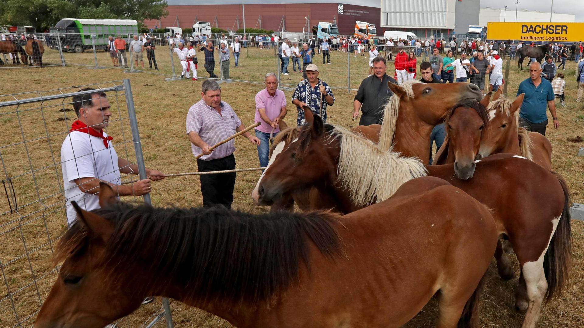 Animales en la feria de ganado equino celebrada, como cada 7 de julio, este lunes en Agustinos