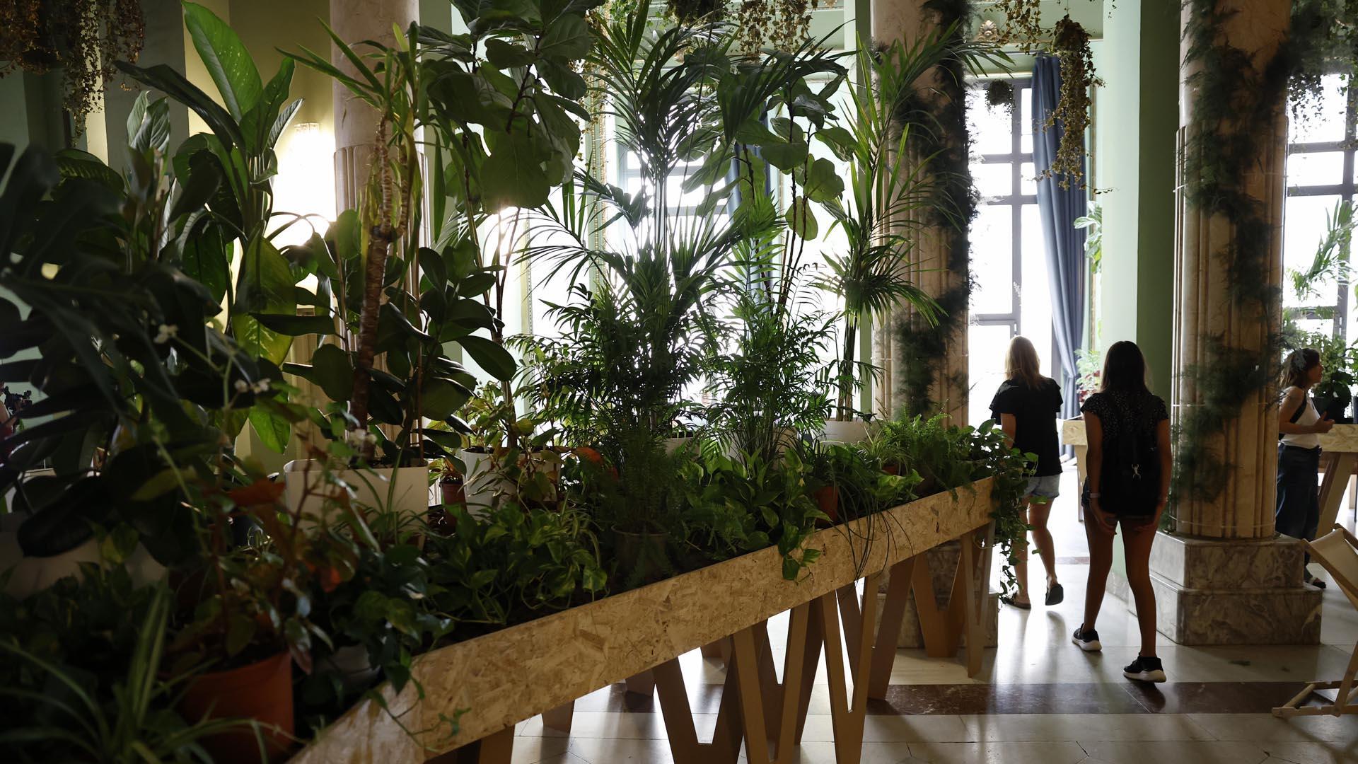 Guardería de plantas habilitada, por segundo año consecutivo, en el interior del refugio climático del Círculo de Bellas Artes en Madrid