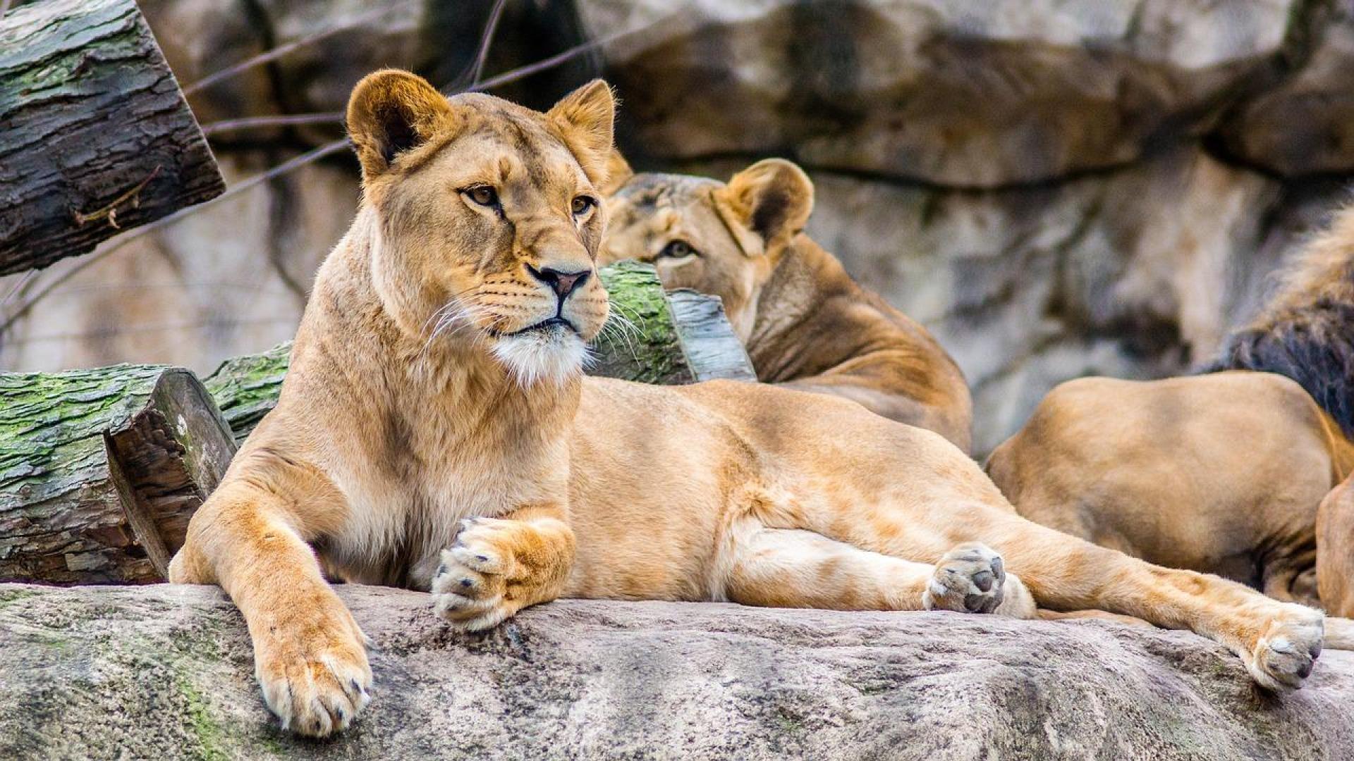 Imagen de archivo de un león en un zoo