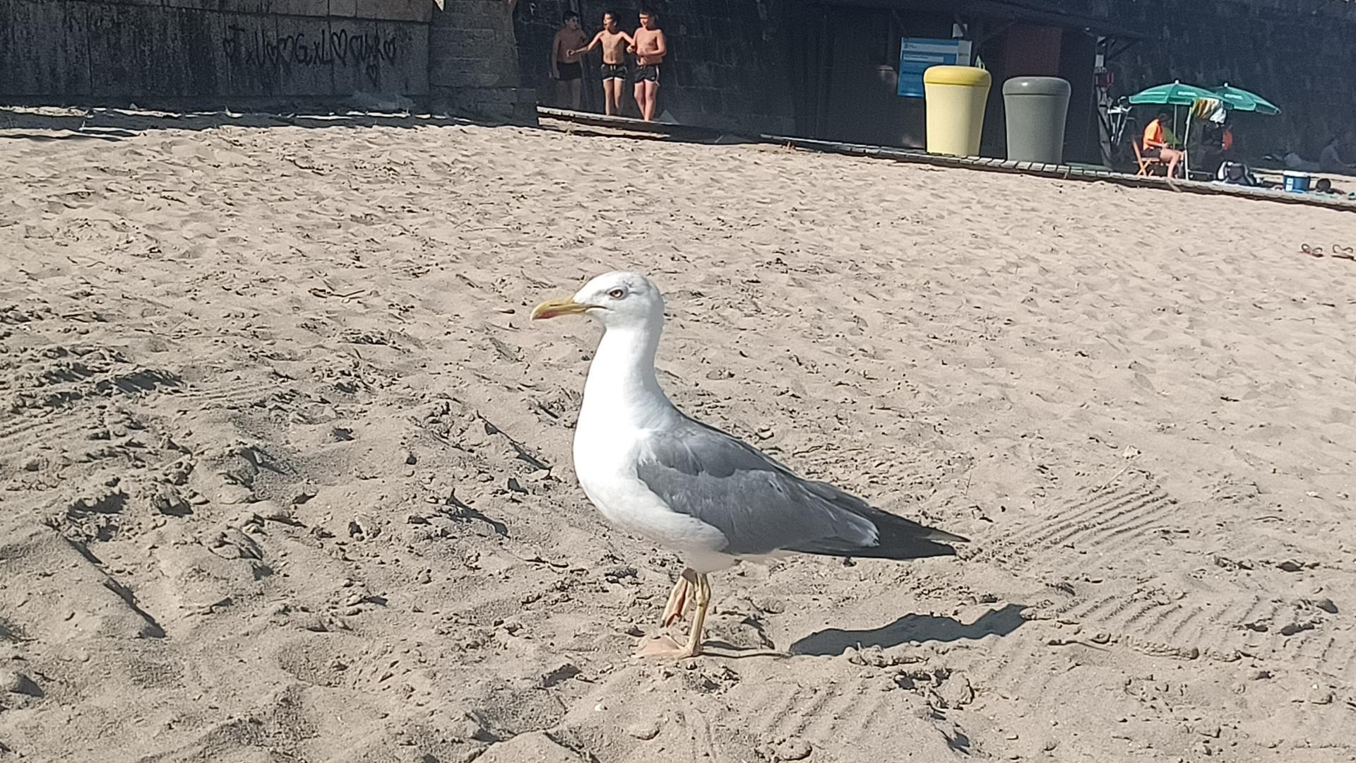 Gaviota en una playa
Gaviota en una playa
Gaviota en una playa