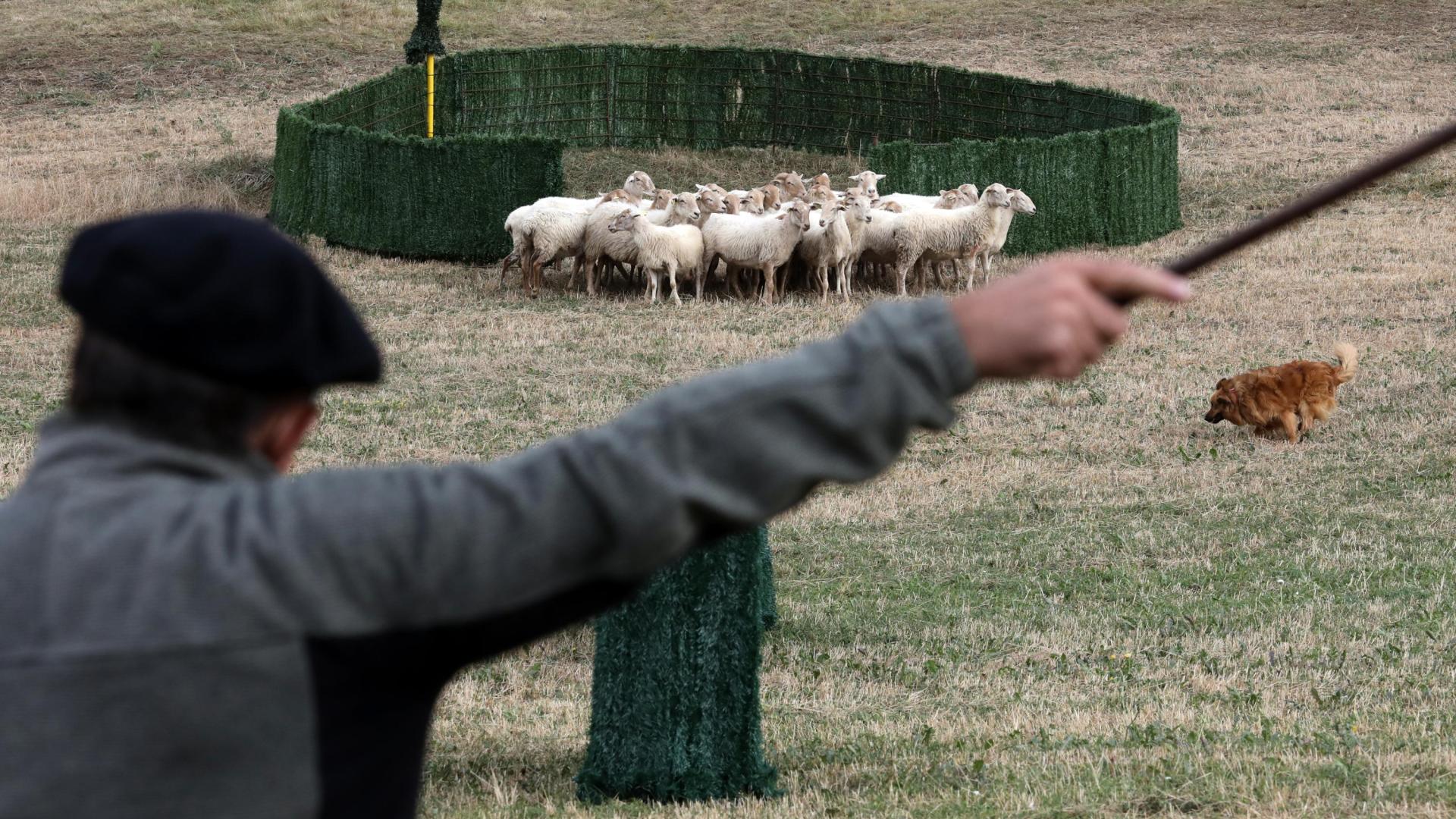 Imagen de una edición anterior del concurso de perros pastores