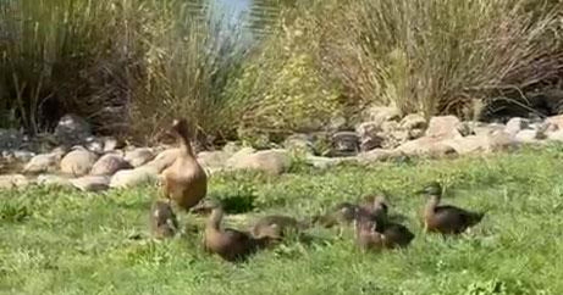 La familia de patos ha disfrutado del sol en la zona del hierba cerca del agua