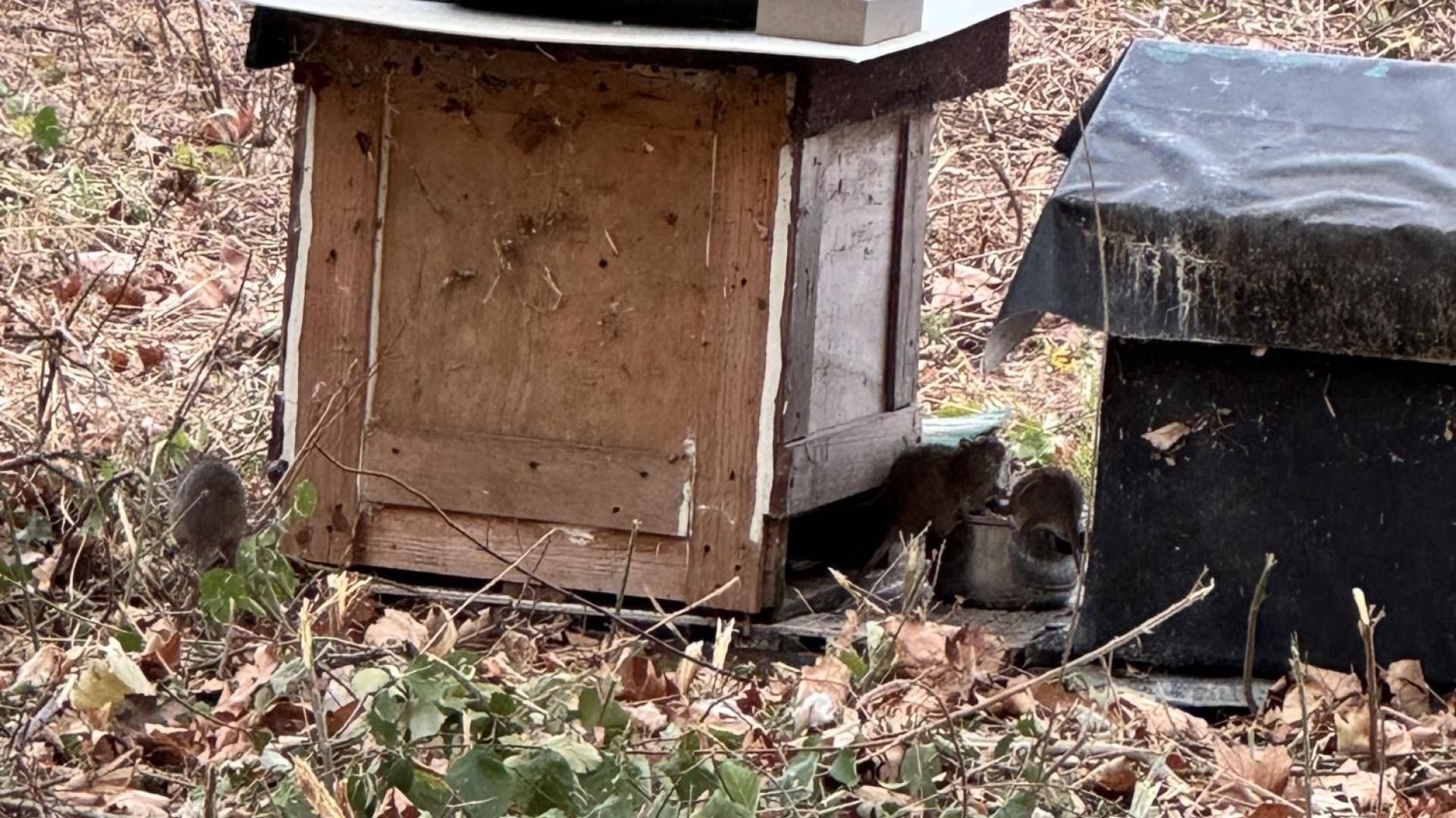 Varias ratas merodean en las casetas de los gatos en Lezkairu