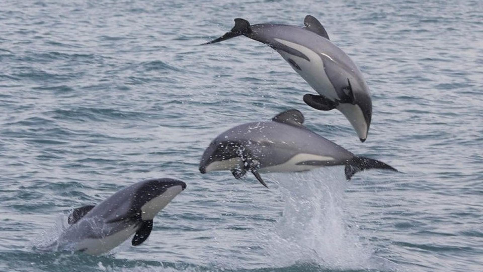Imagen de los delfines de Héctor