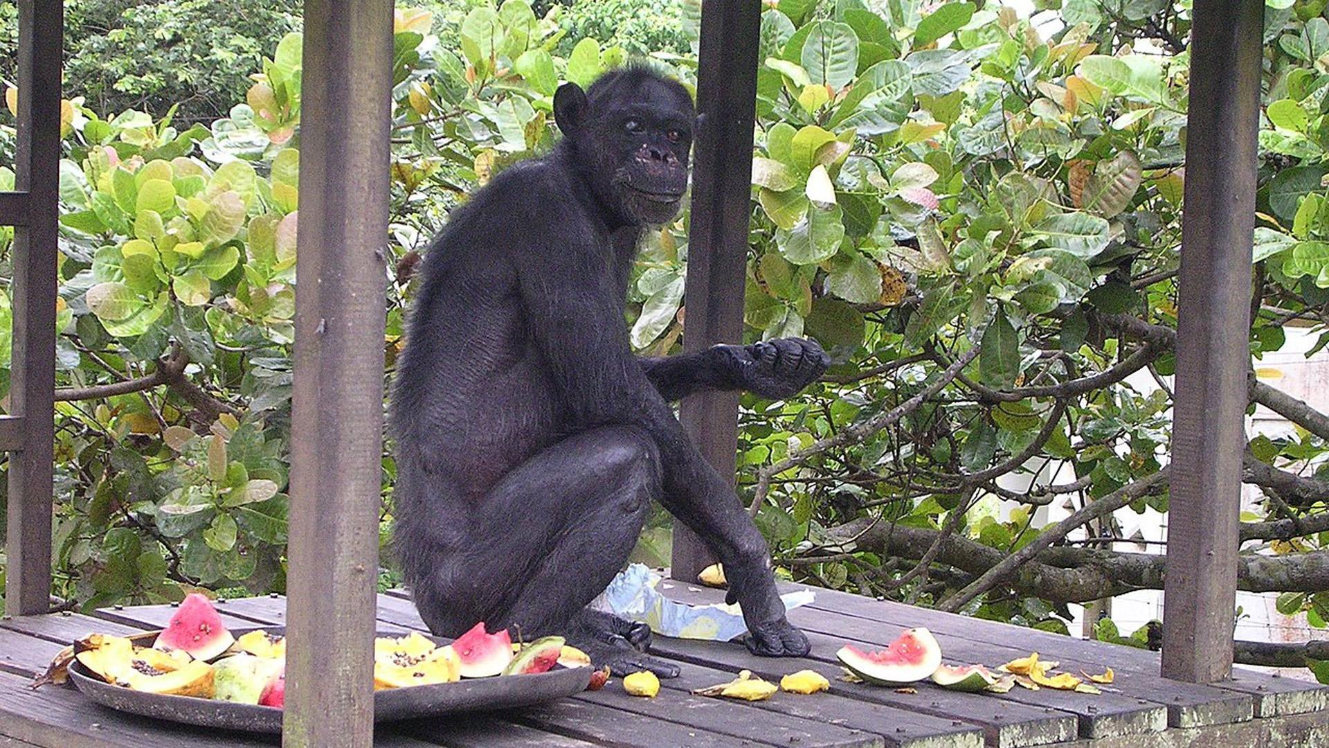 El chimpance "Gregoire", fotografiado en 2006 en el santuario de Tchimpounga (República del Congo)