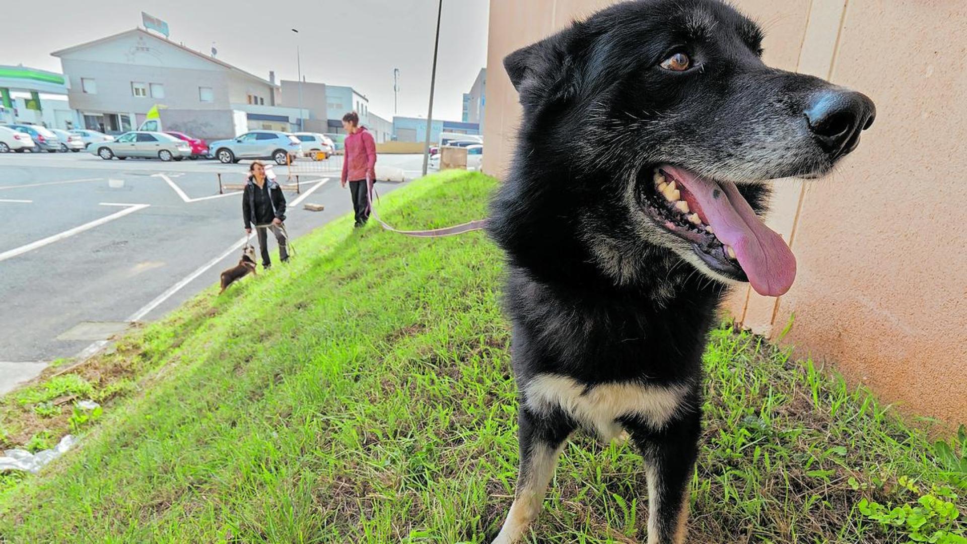 Imagen del exterior del actual refugio para perros que Egapeludos gestiona en instalaciones municipales de Estella.