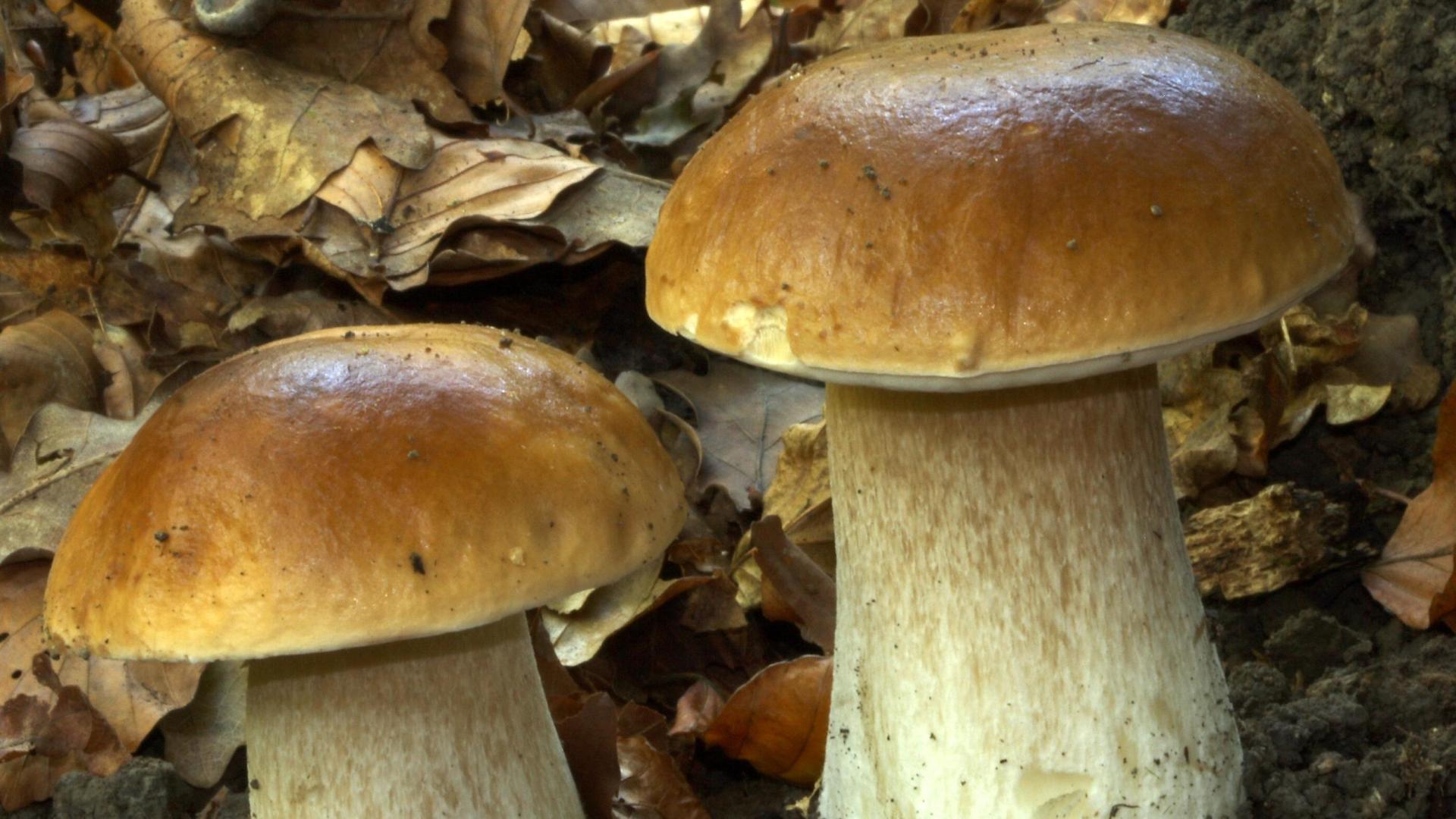 Boletus edulis. Autor: Manuel Becerra