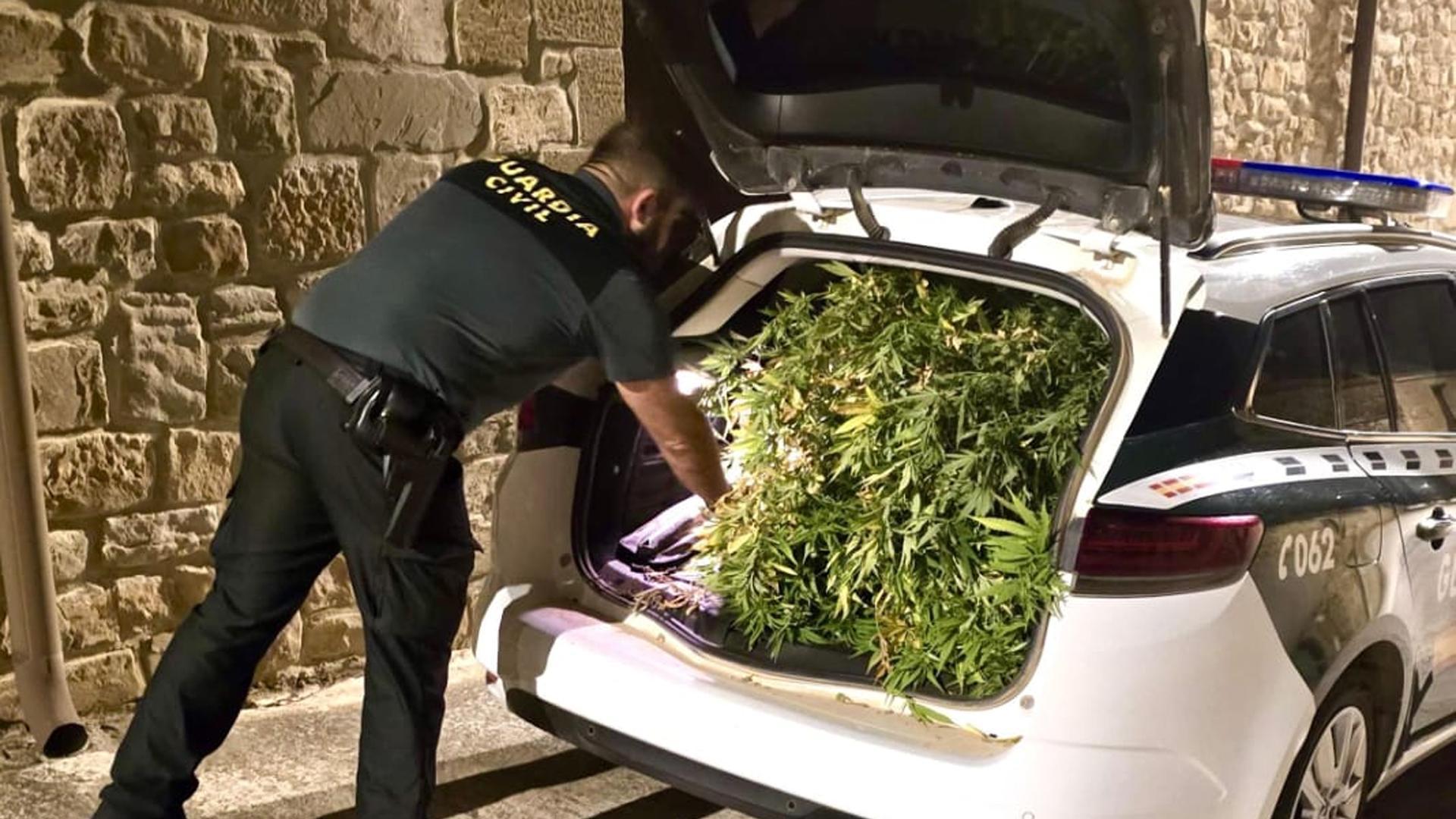 Plantas intervenidas por la Guardia Civil