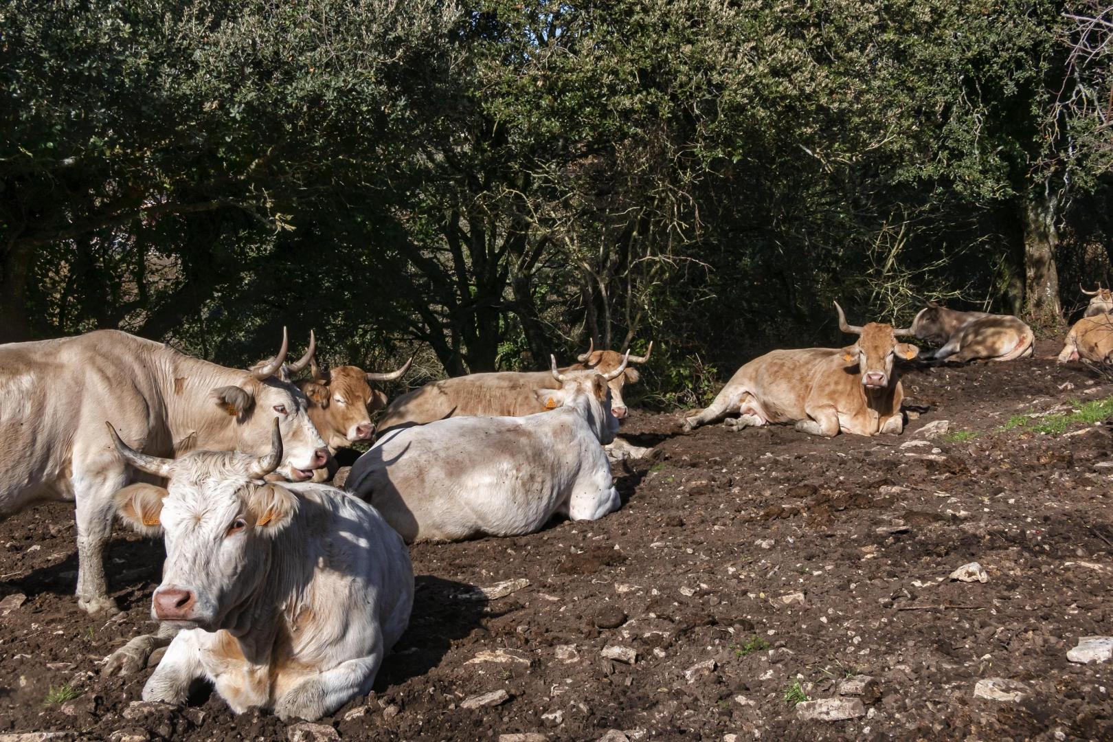Unas vacas, en un paraje navarro.