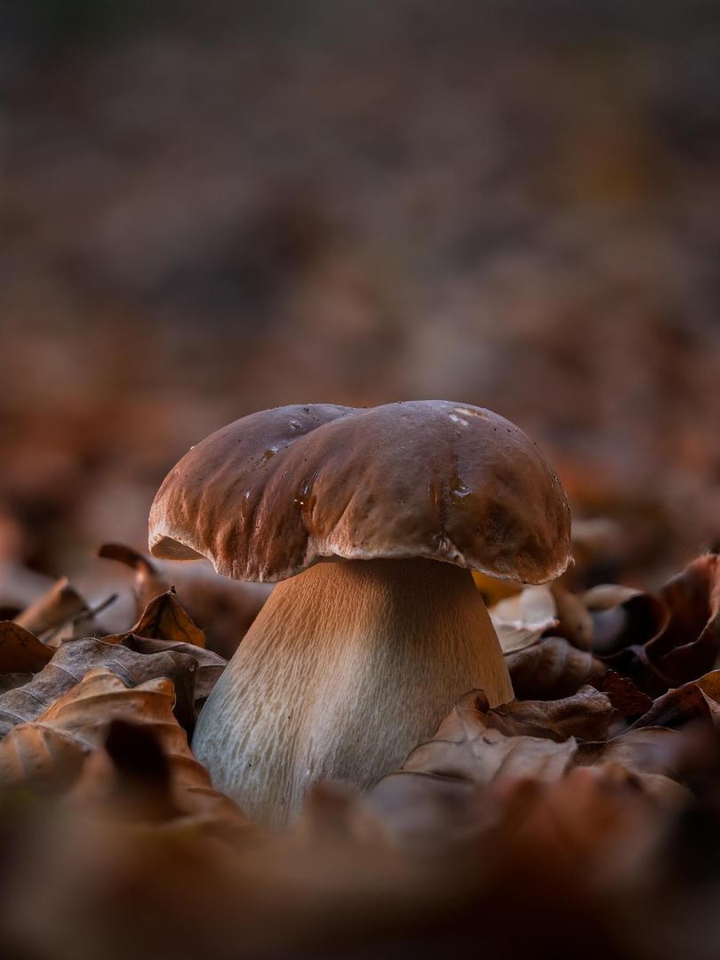 Boletus Ultzama (finalista 'Del origen a la mesa' del Concurso Conocer Navarra 2025)
