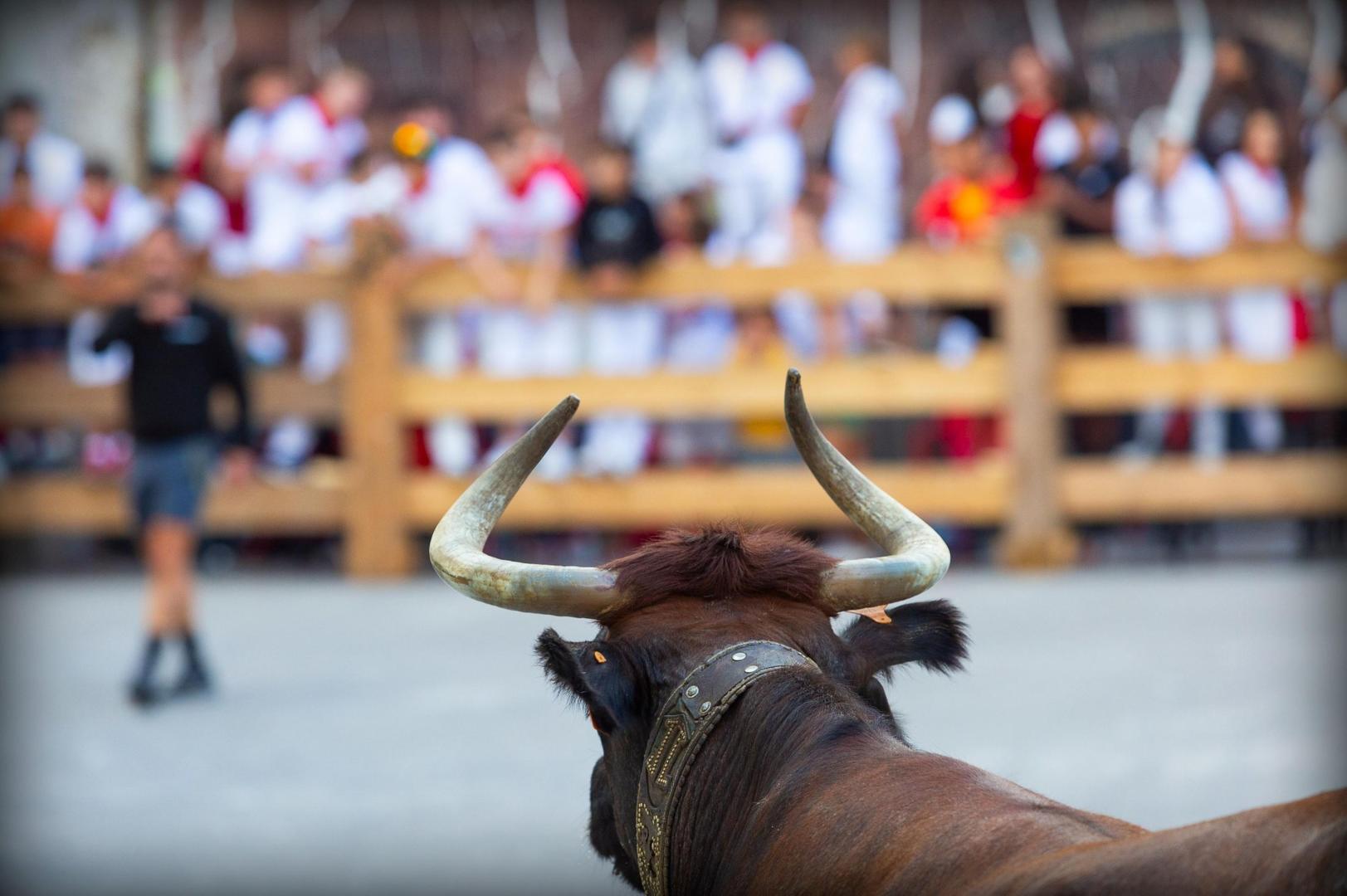 Suelta de vacas en la plaza del Mercado durante las fiestas de Aoiz de 2024