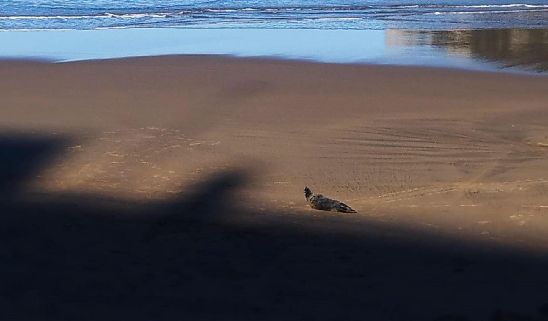 Imagen de la foca descansando en el arenal de la playa de La Concha (San Sebastián)