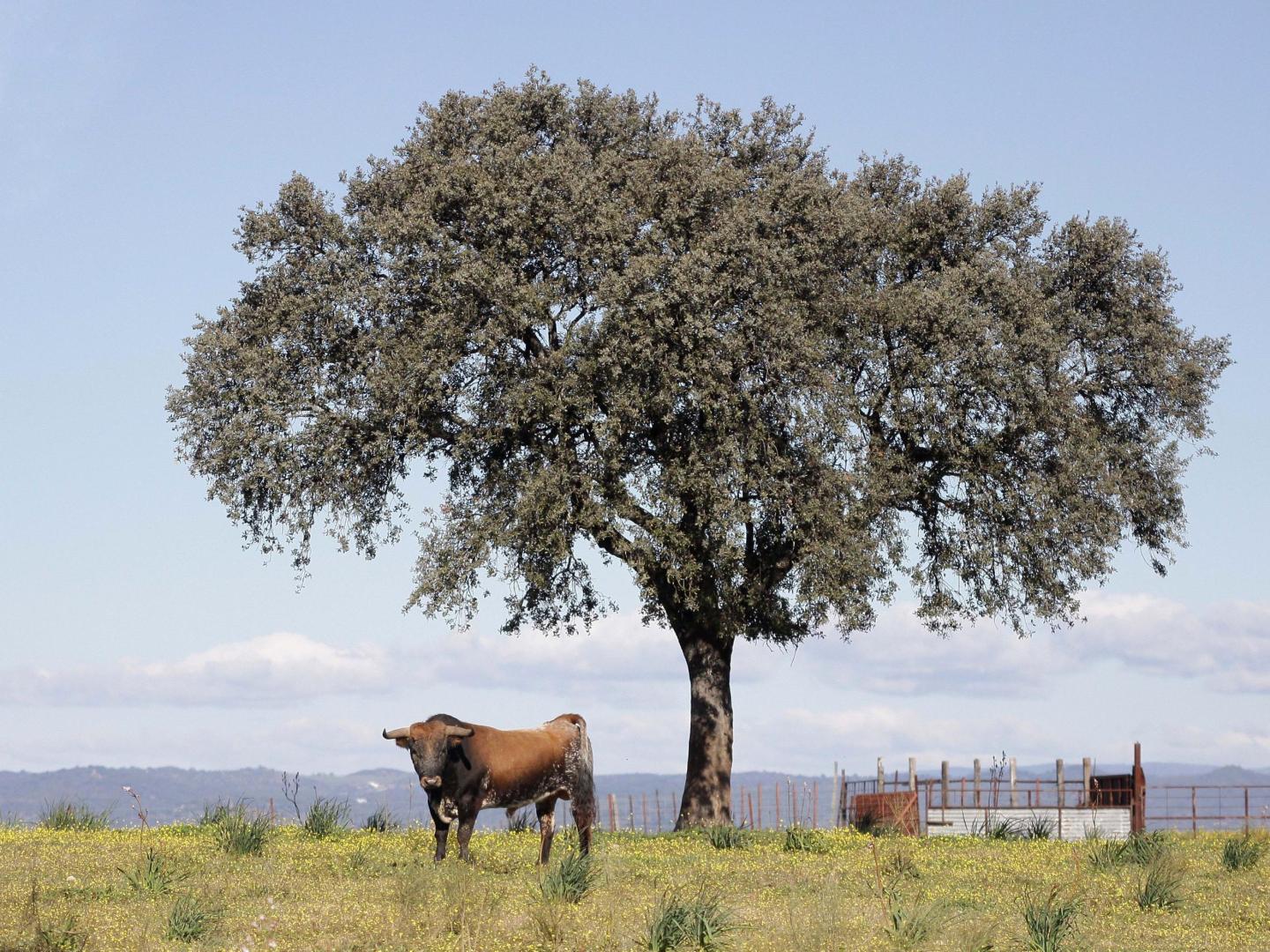 Un toro mira al fotógrafo en plena dehesa. Se trata de un astado de la ganadería Miura en la finca Zahariche, que se encuentra en Lora del Río (Sevilla)