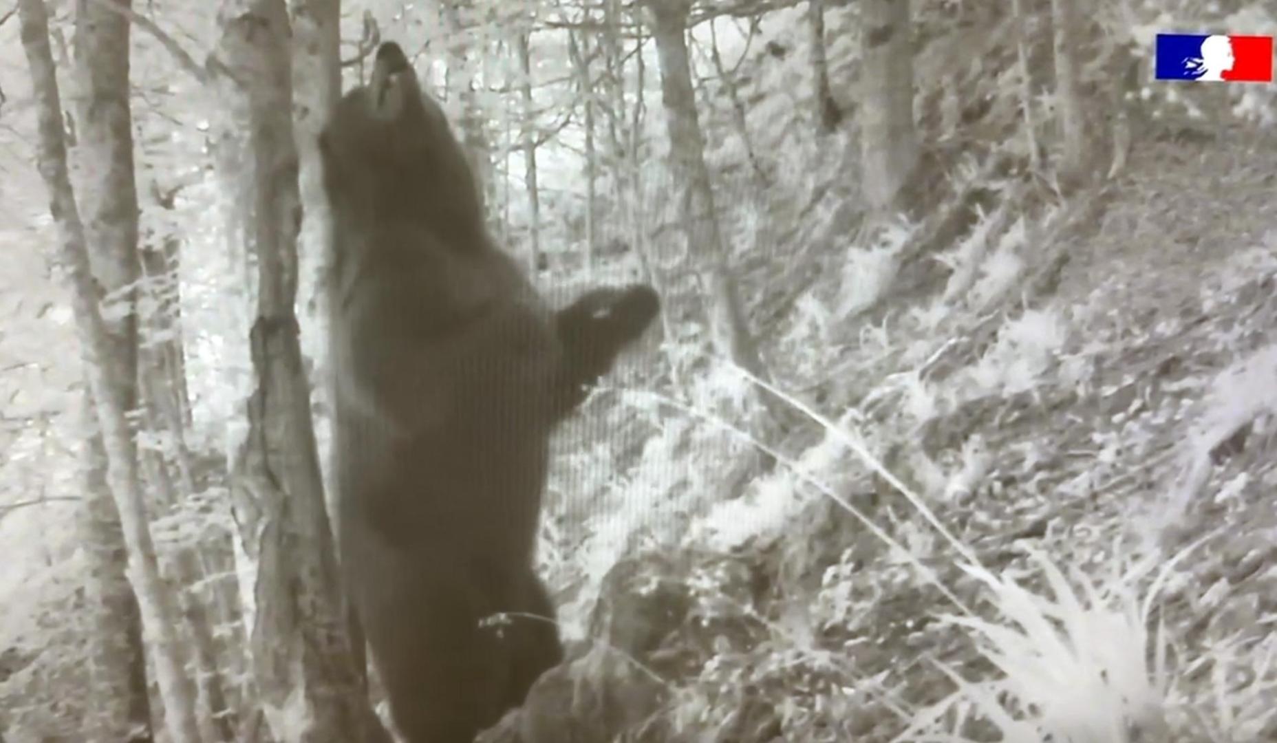 Captura del vídeo publicado por la Oficina Francesa de la Biodiversidad