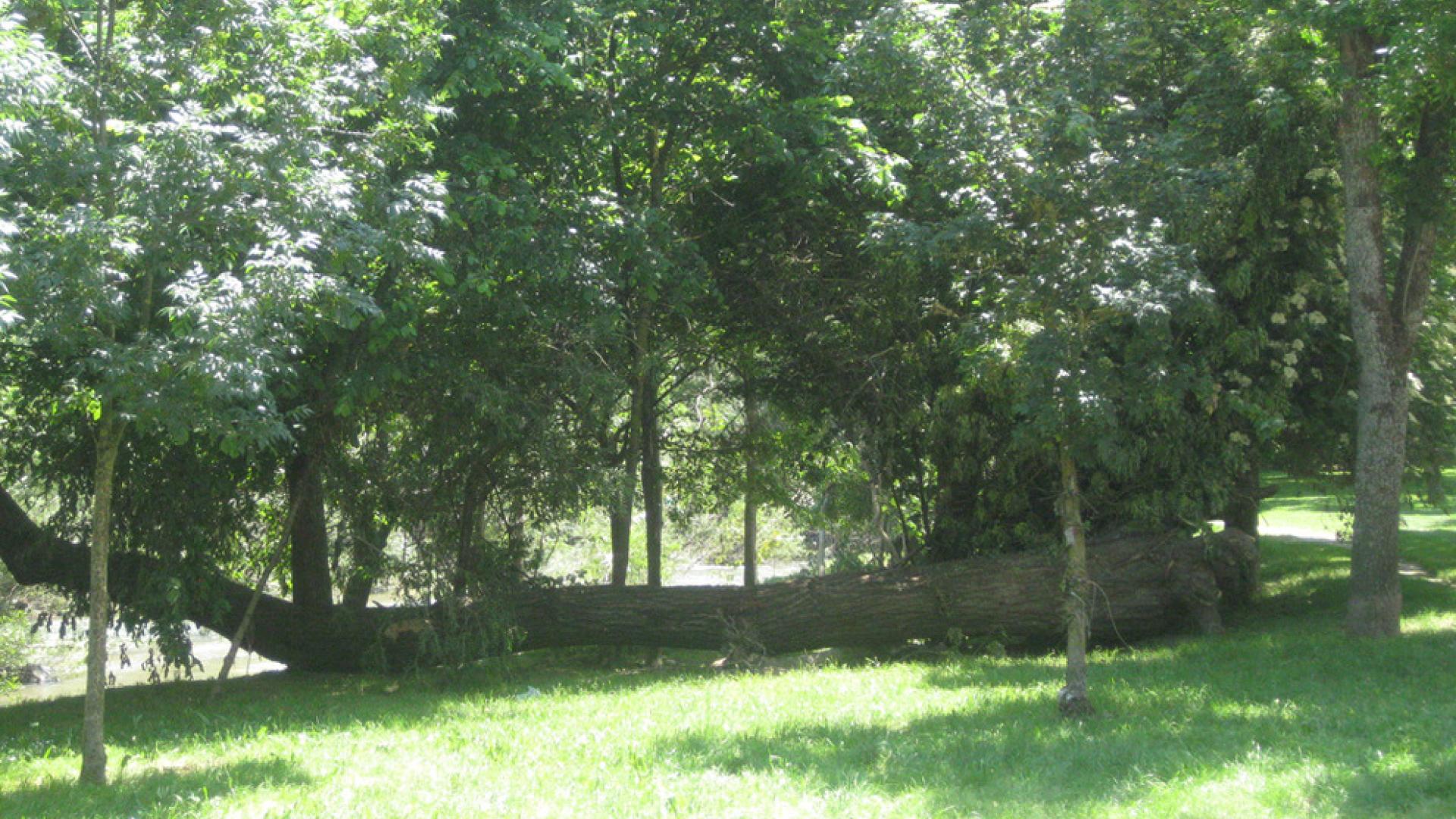 Fotografías del paseo del Arga y del río a su paso por la Rochapea.