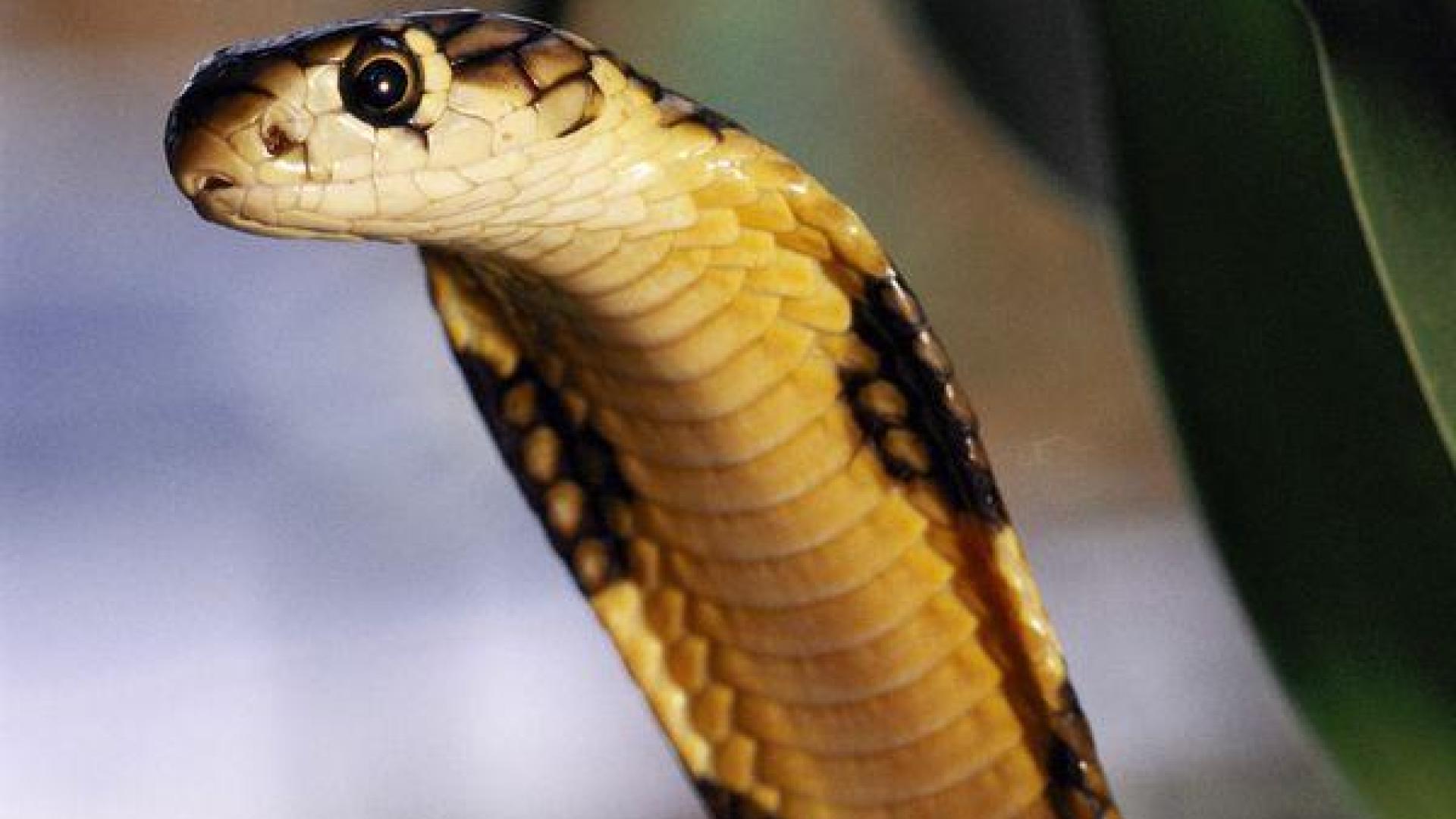 Un campesino nepal&iacute; mata a mordiscos a una serpiente