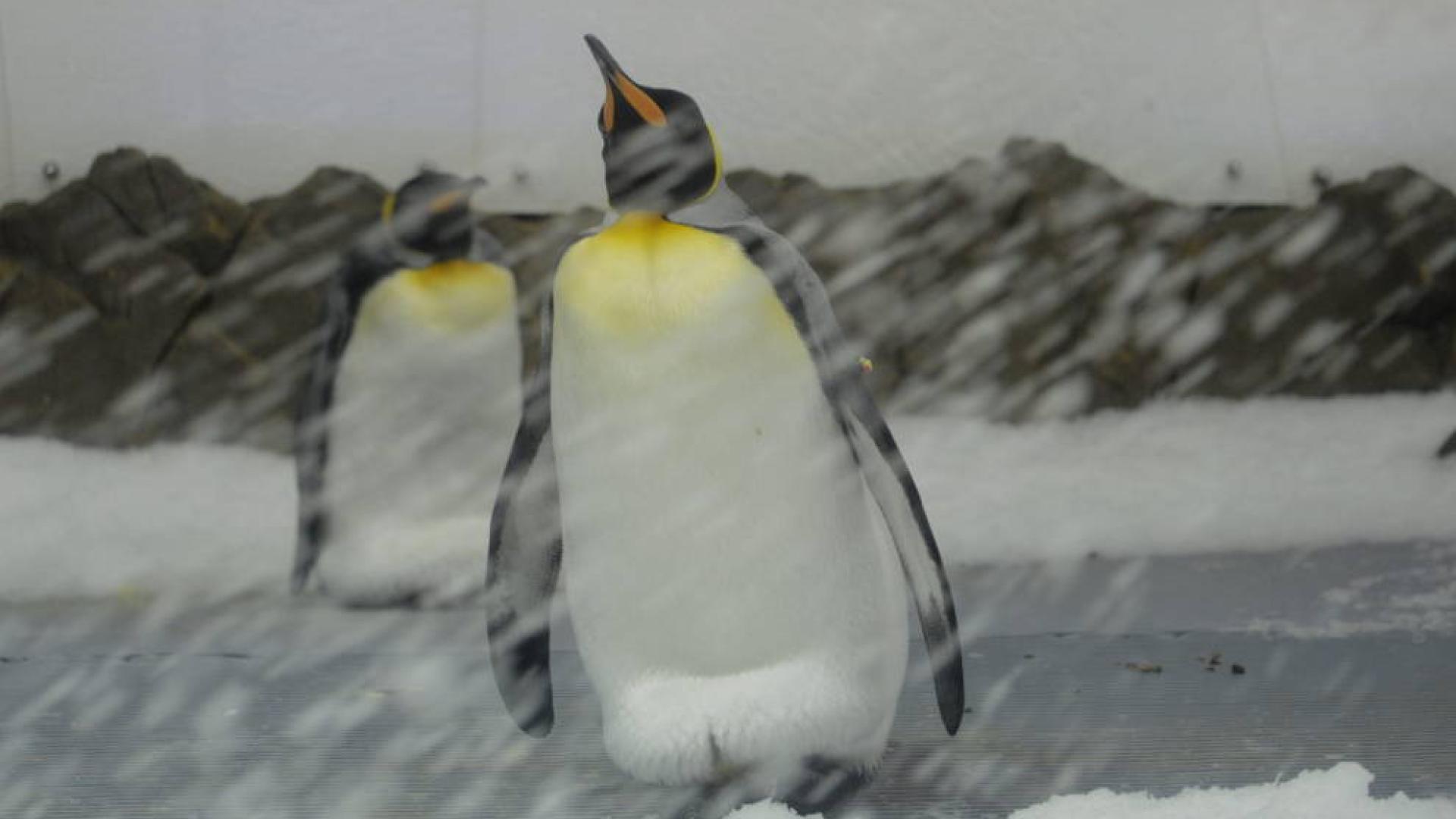 El pingüino emperador se adapta a la Antártida
