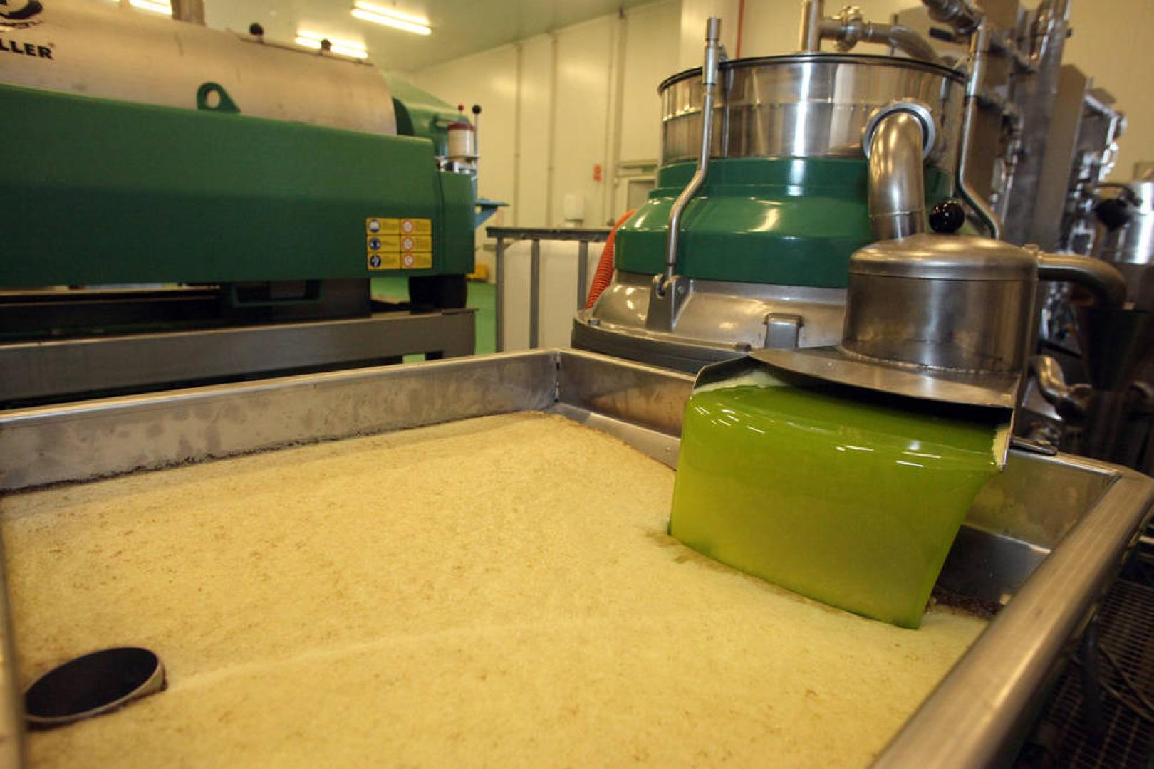 Inicio de la campaña de recogida de olivas en el Trujal de Aceites Urzante, ubicado en la Ciudad Agroalimentaria de Tudela