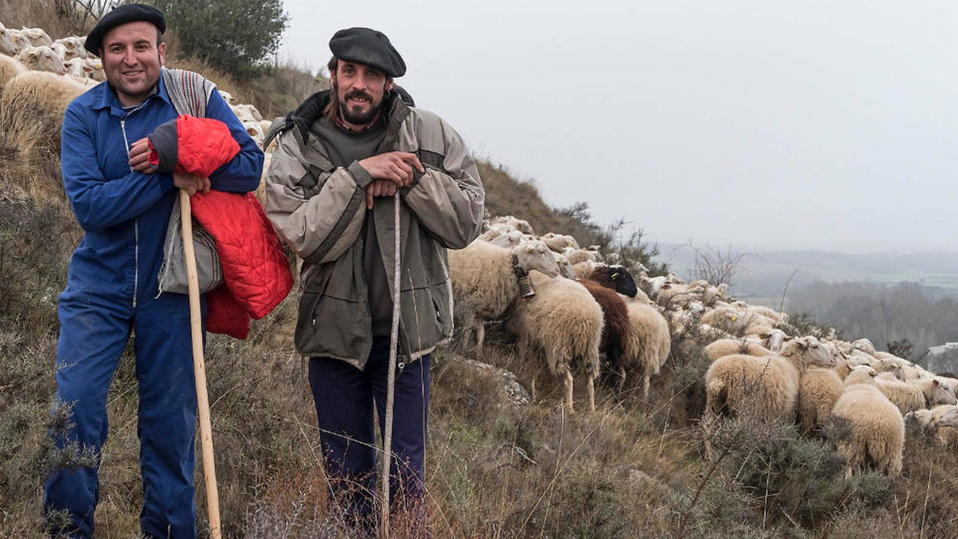 Pastores navarros trabajan juntos para promocionar la carne de cordero